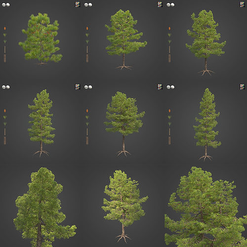 2021 PBR Coulter Pine Collection - Pinus Coulteri  3D model