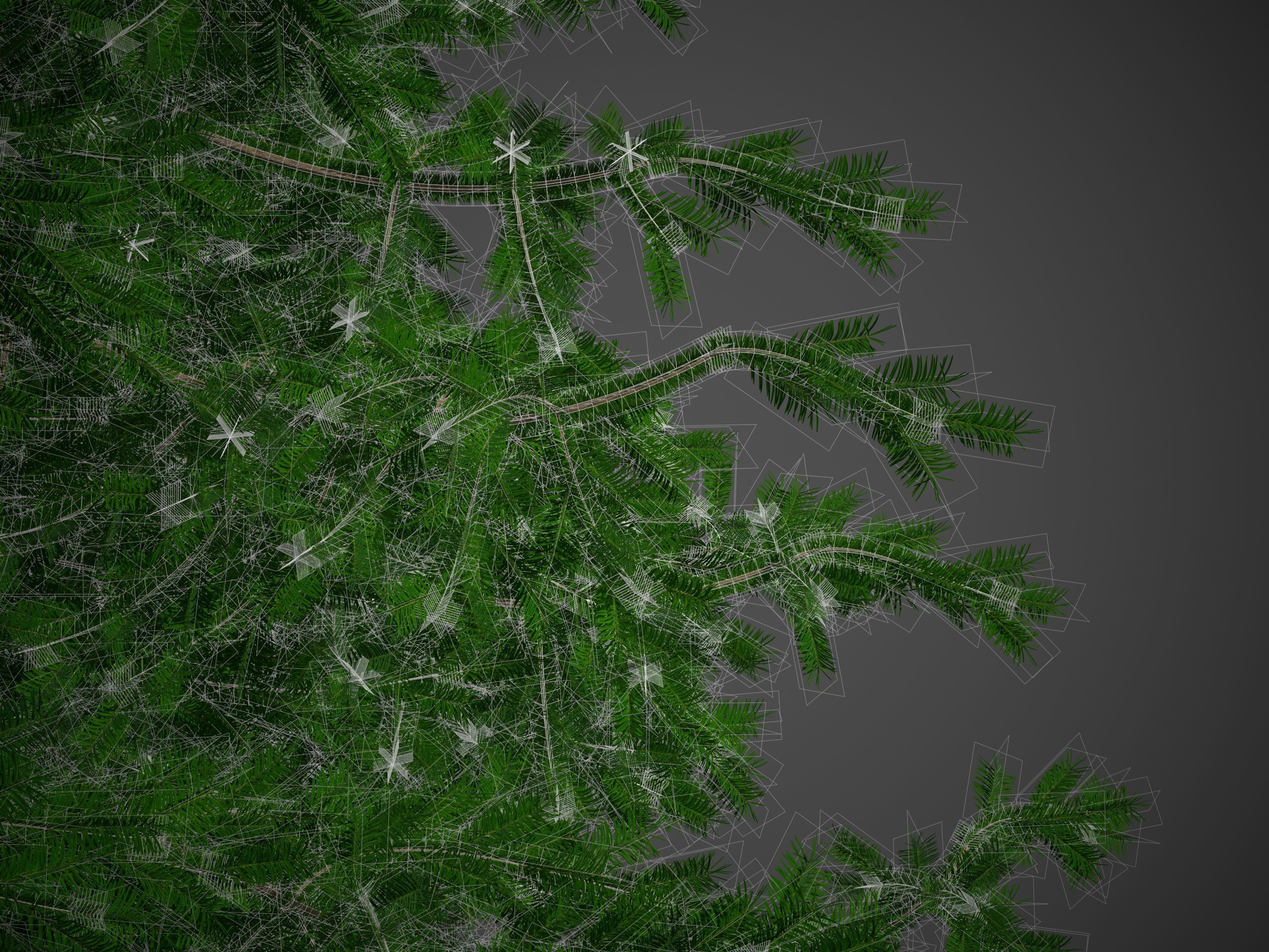 2021 PBR California Nutmeg Collection - Torreja Californica 3D model_8