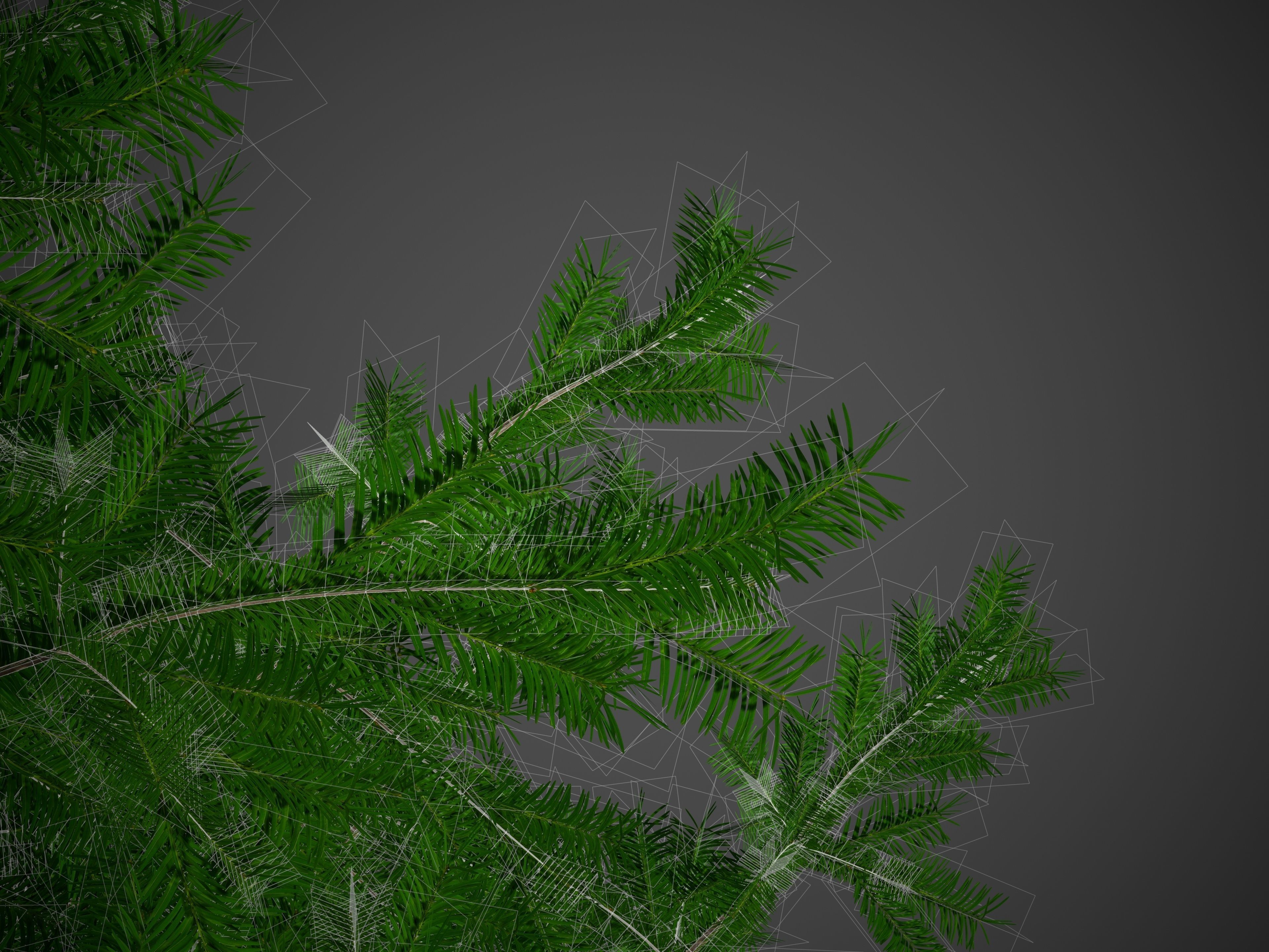 2021 PBR California Nutmeg Collection - Torreja Californica 3D model_9