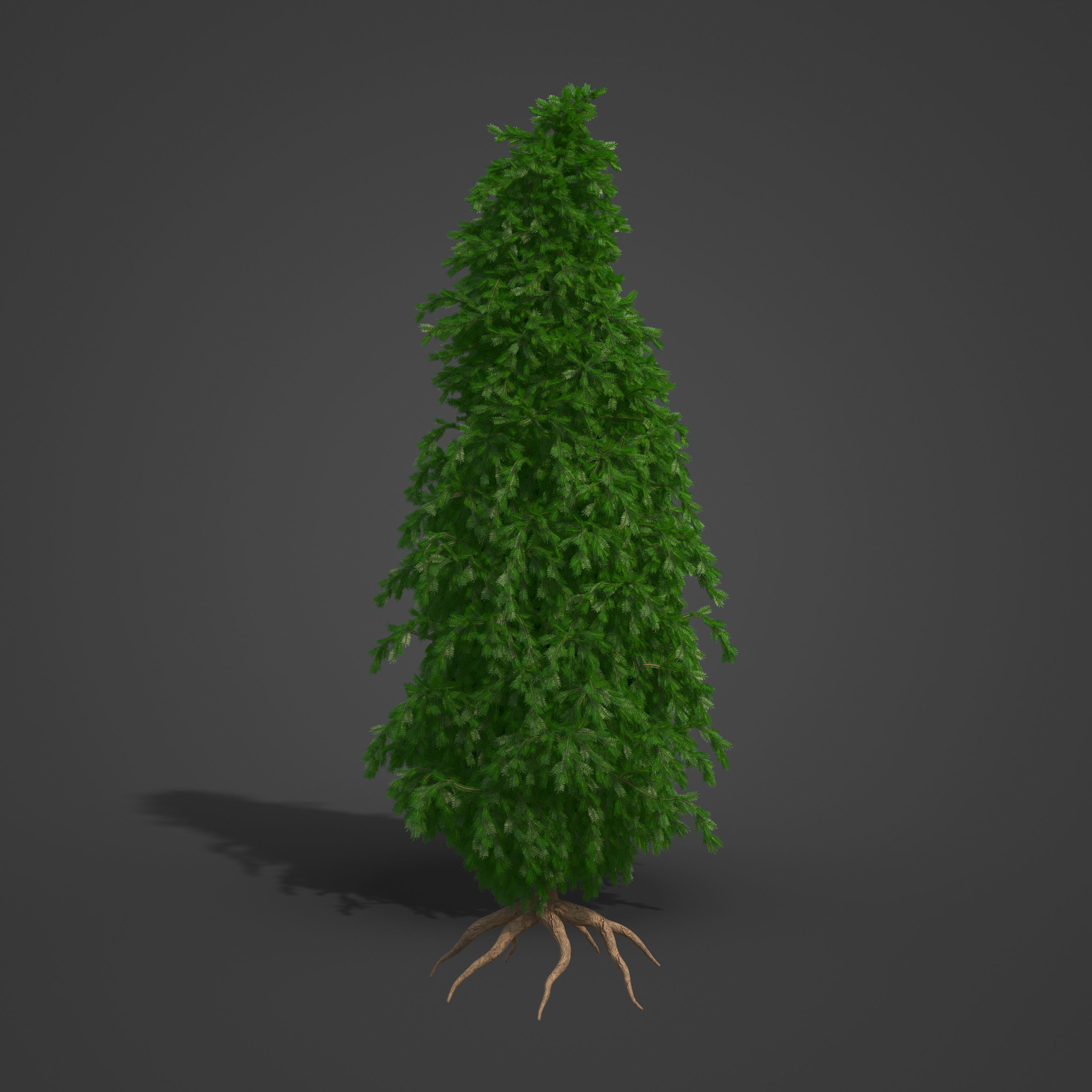 2021 PBR California Nutmeg Collection - Torreja Californica 3D model_4