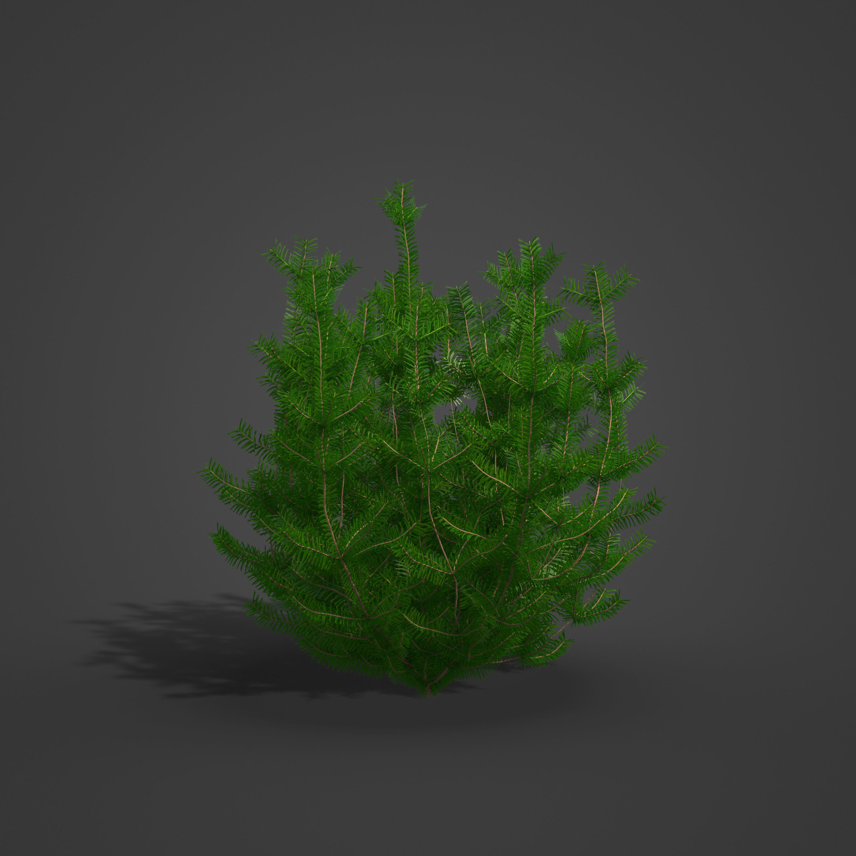 2021 PBR California Nutmeg Collection - Torreja Californica 3D model_2