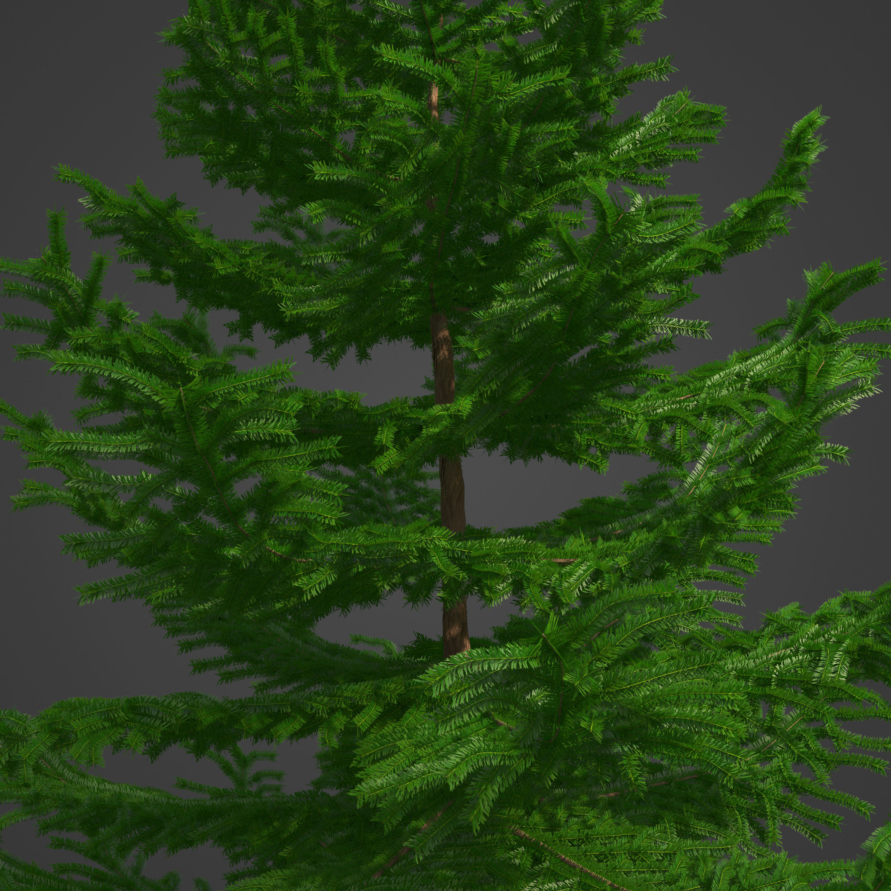 2021 PBR California Nutmeg Collection - Torreja Californica 3D model_7