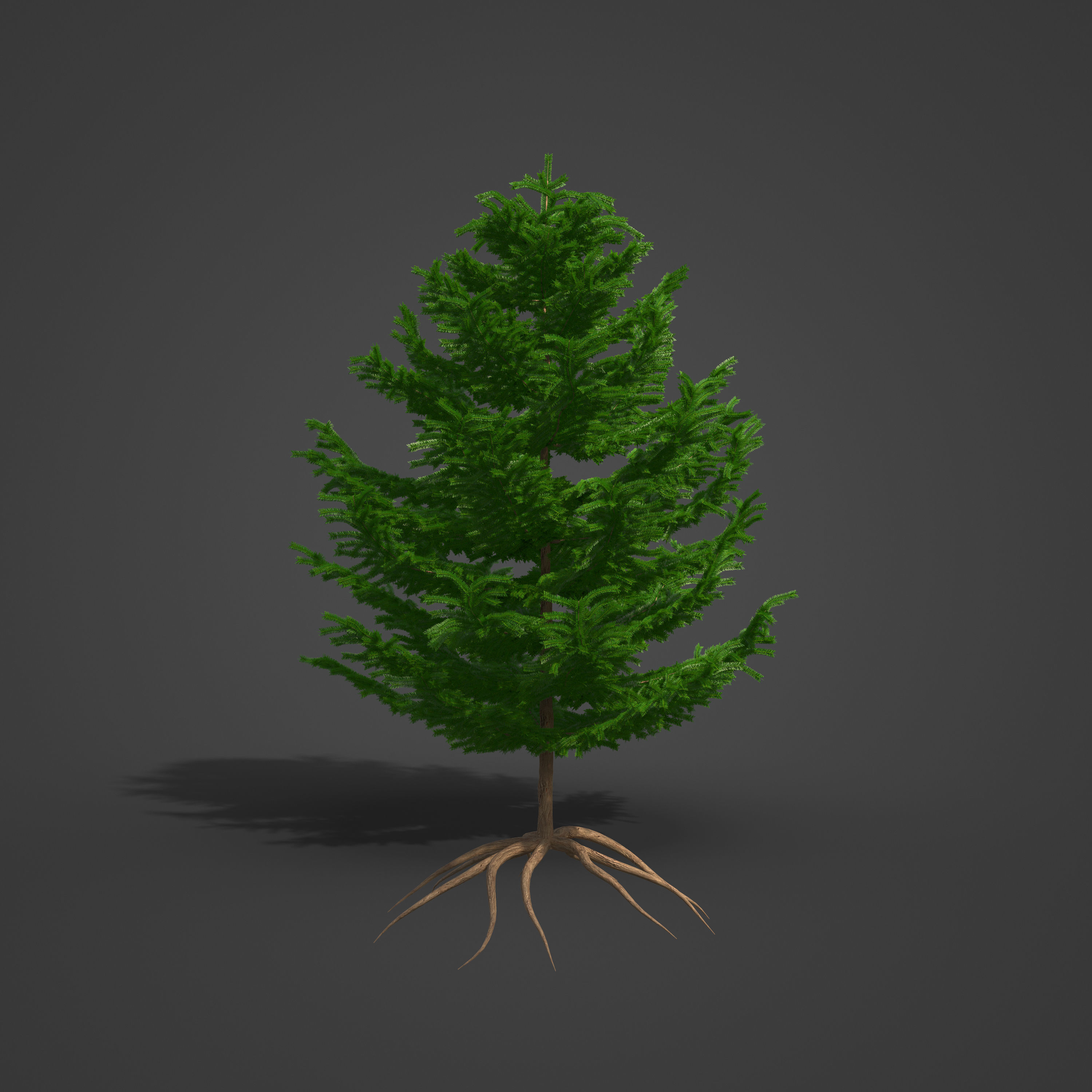 2021 PBR California Nutmeg Collection - Torreja Californica 3D model_3