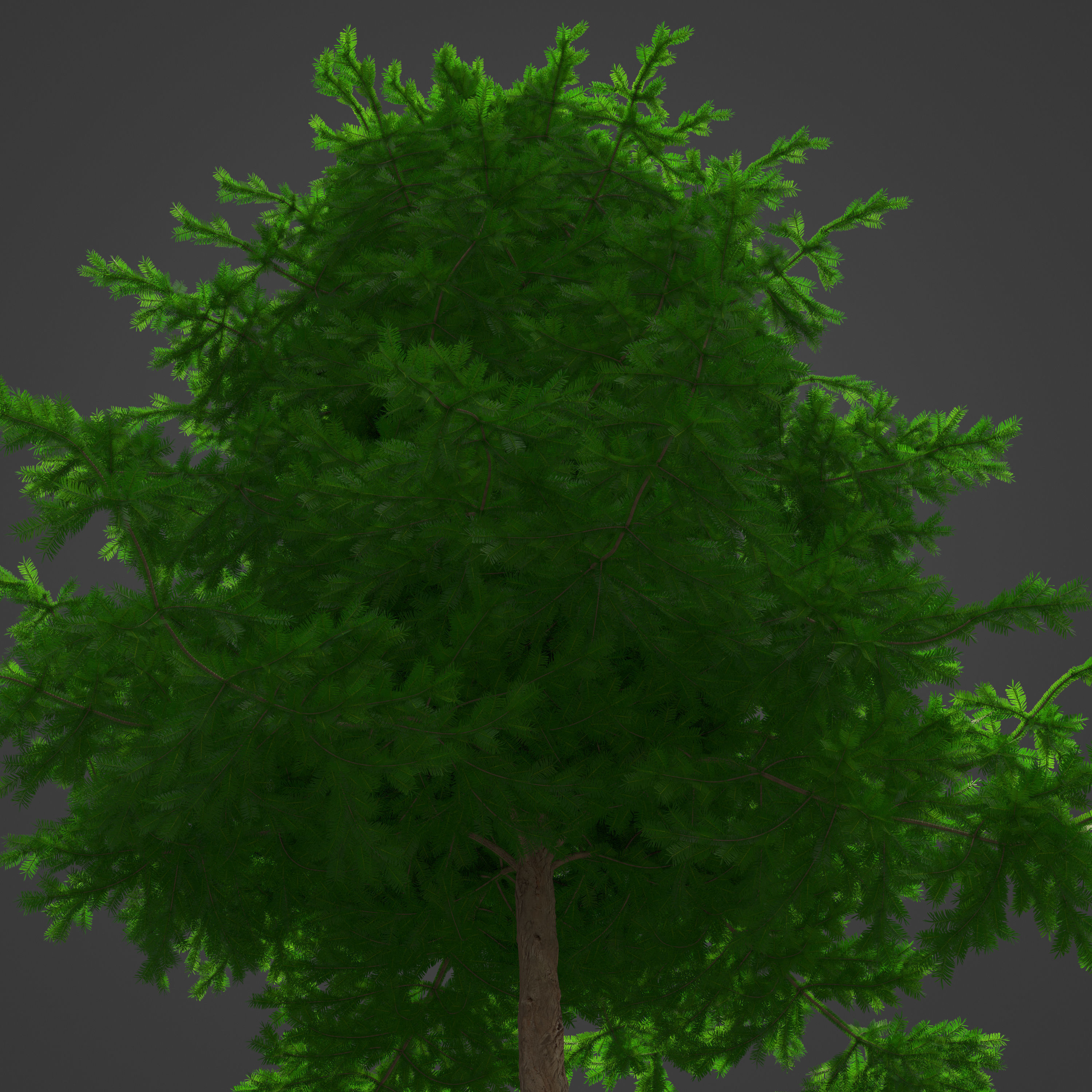 2021 PBR California Nutmeg Collection - Torreja Californica 3D model_6