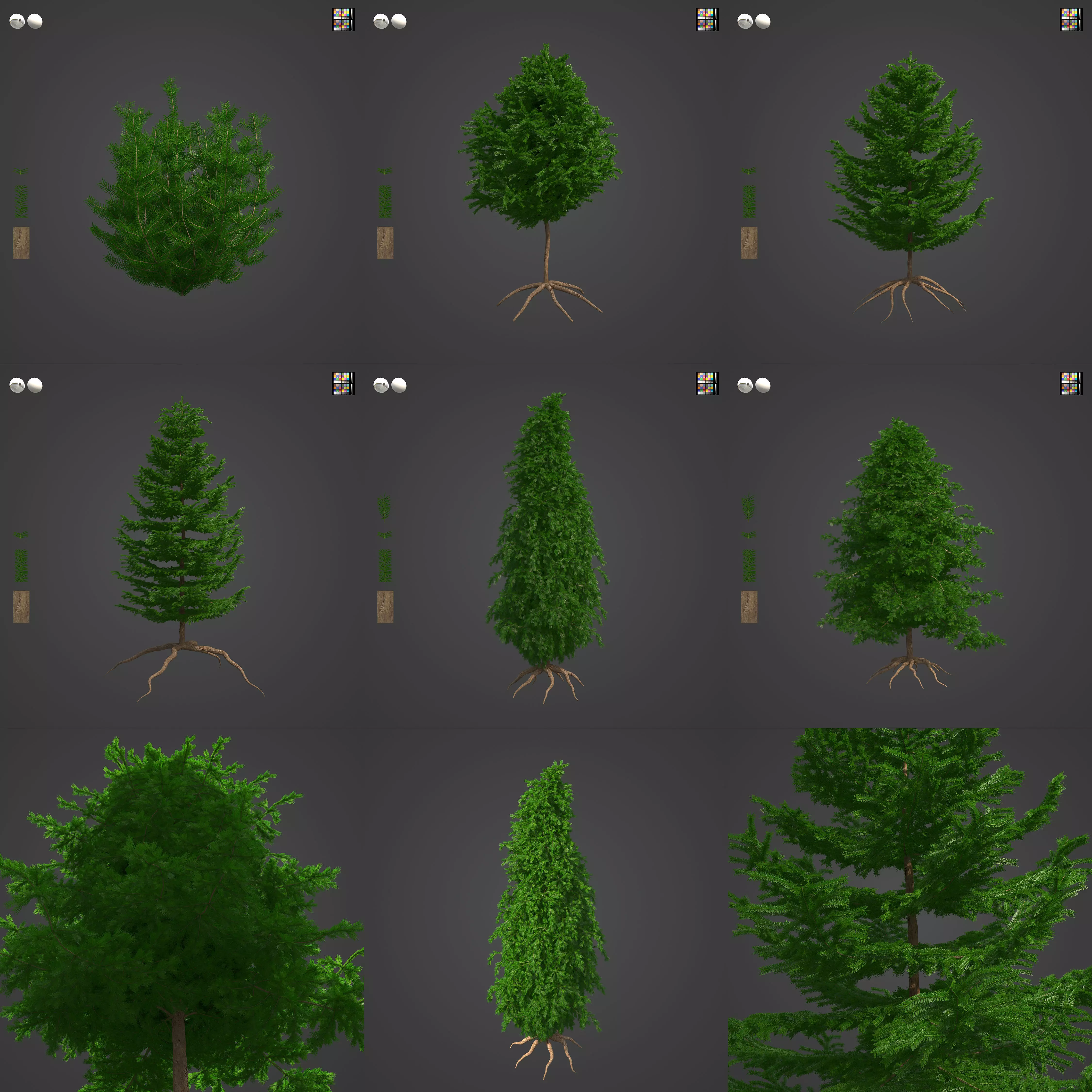 2021 PBR California Nutmeg Collection - Torreja Californica 3D model_0