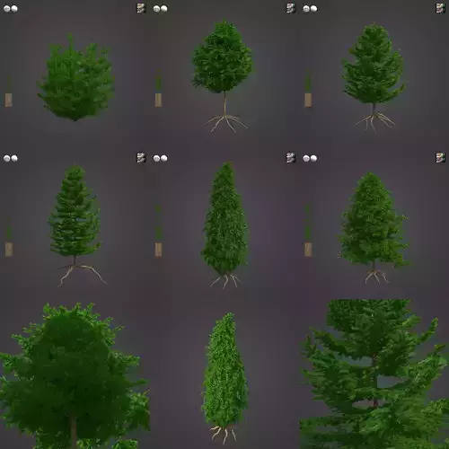 2021 PBR California Nutmeg Collection - Torreja Californica 