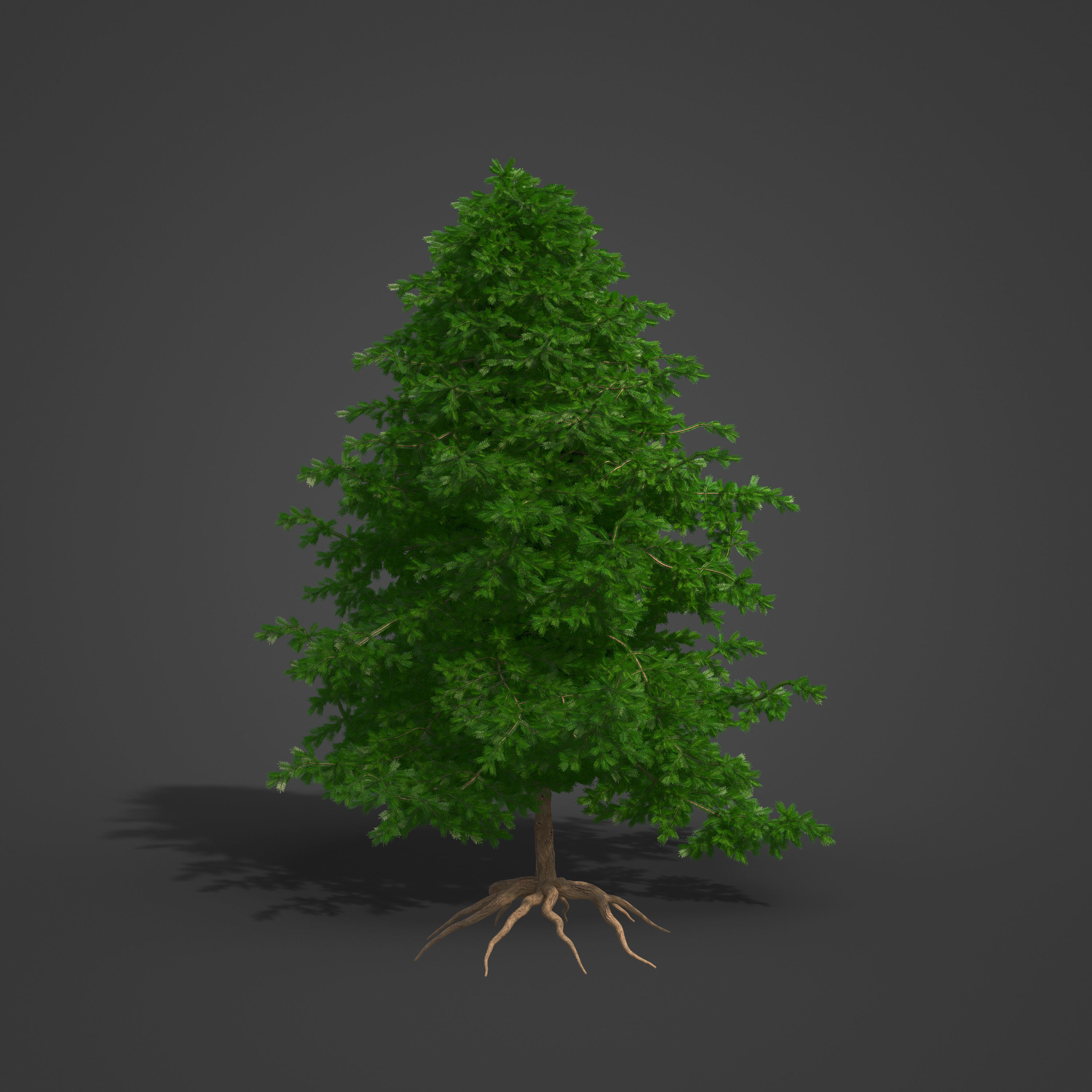 2021 PBR California Nutmeg Collection - Torreja Californica 3D model_5