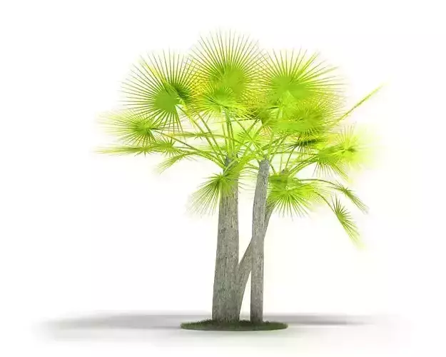 Lime Green Palm Tree 3D model