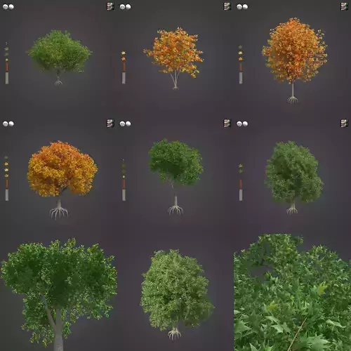 2021 PBR Cappadocian Maple Collection - Acer Cappadocicum  3D model