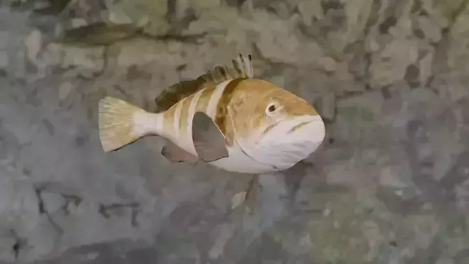 Thonny cheek animated Low-poly 3D model