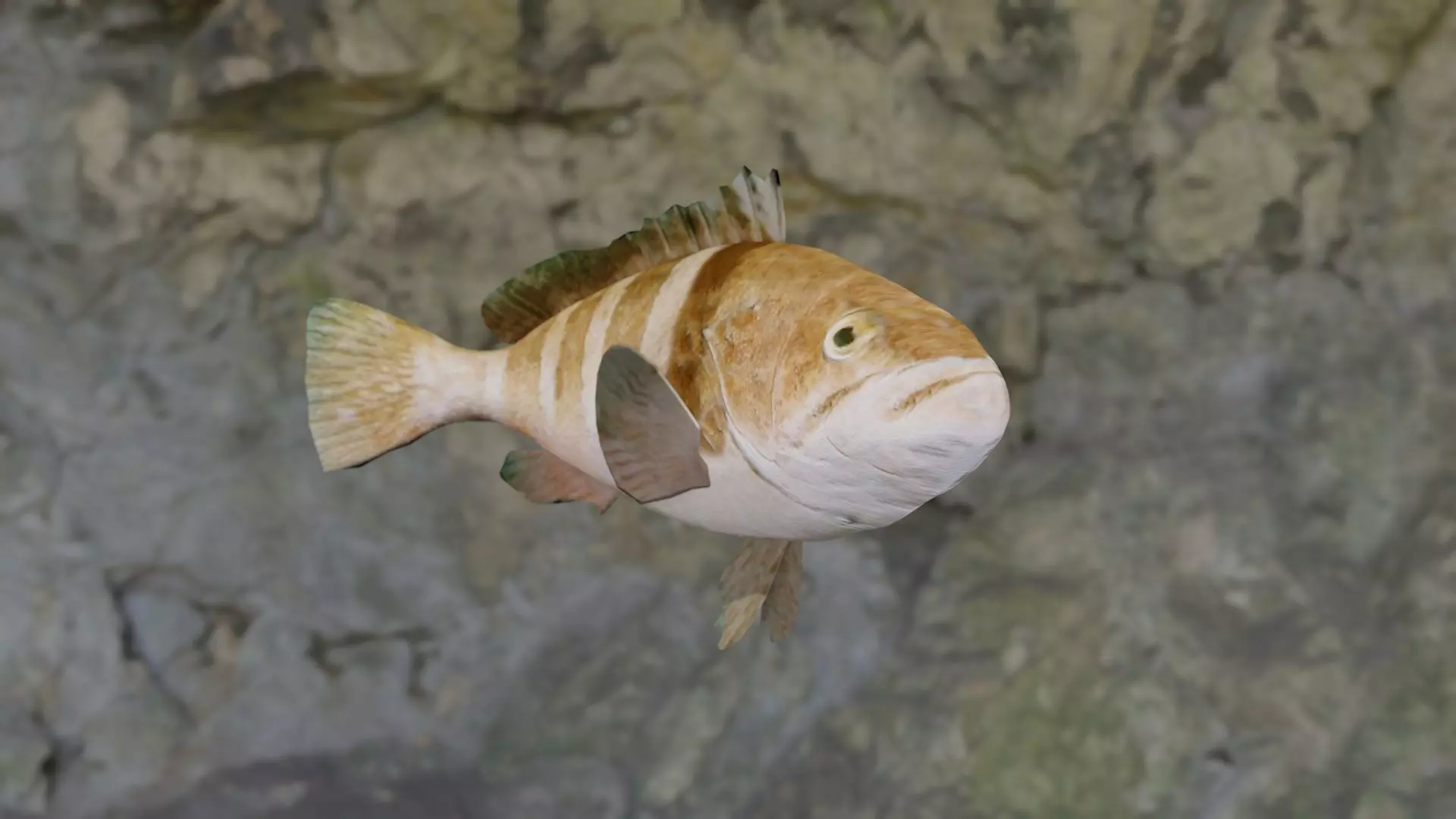 Thonny cheek animated Low-poly 3D model