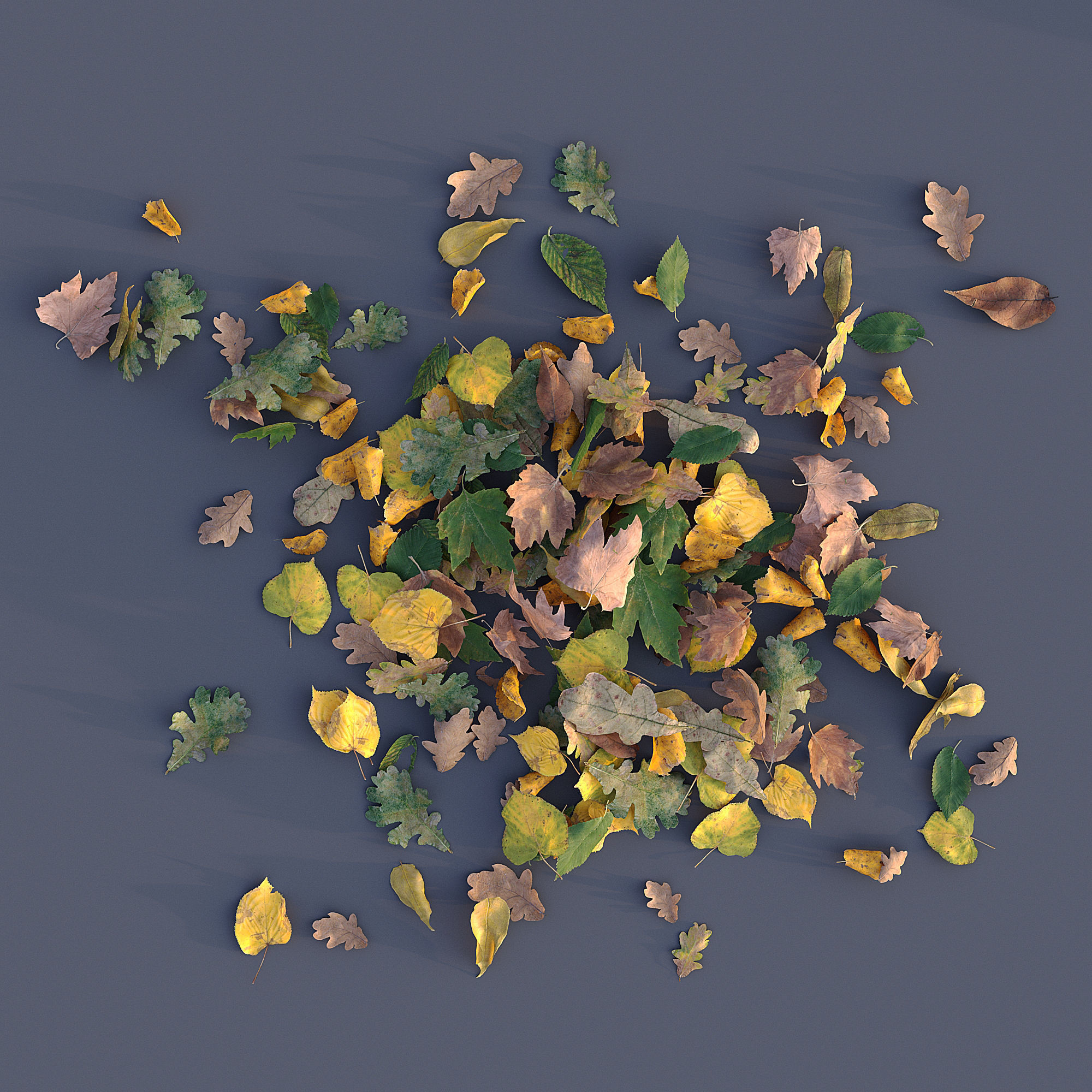 Autumn Leaves 3D model_3