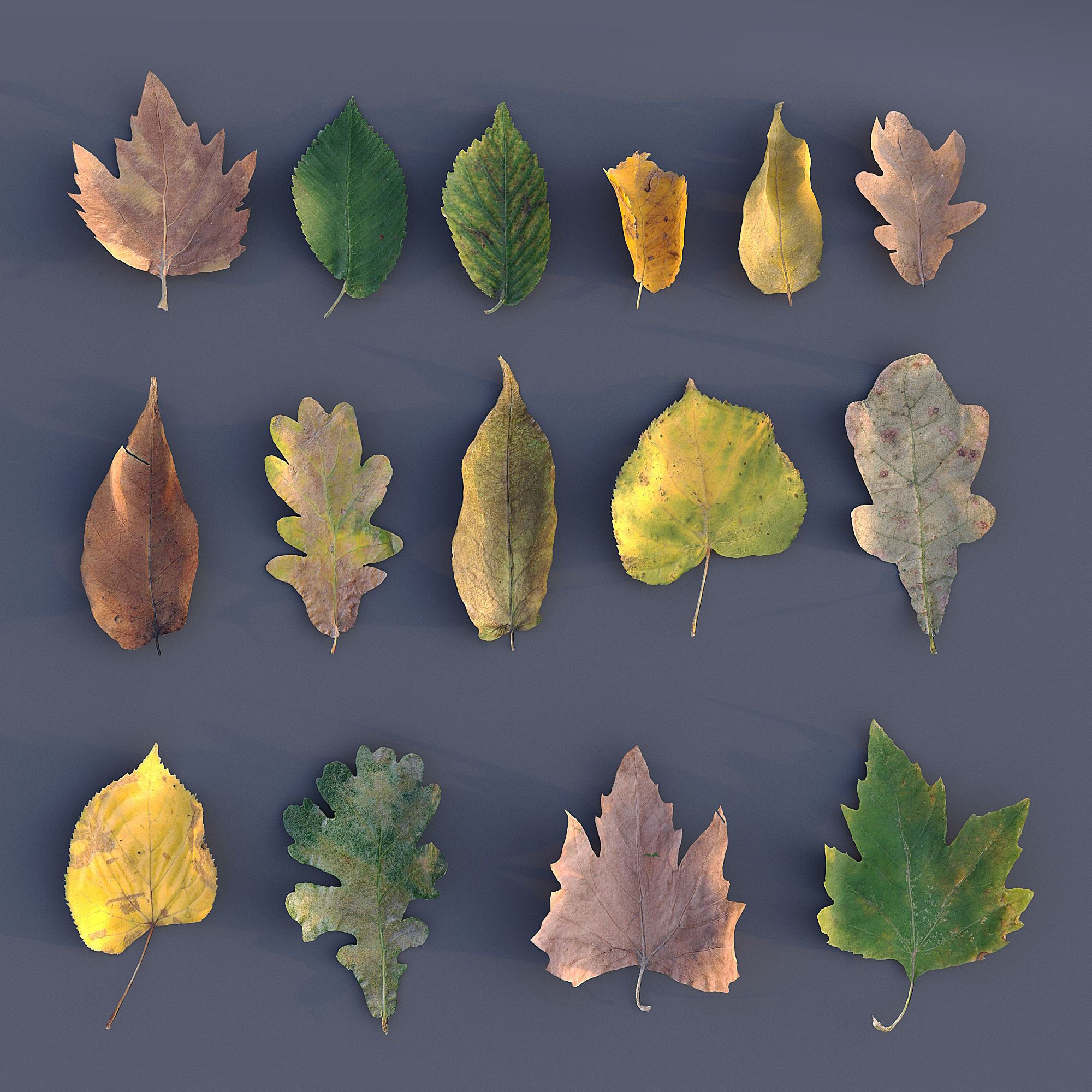 Autumn Leaves 3D model_1