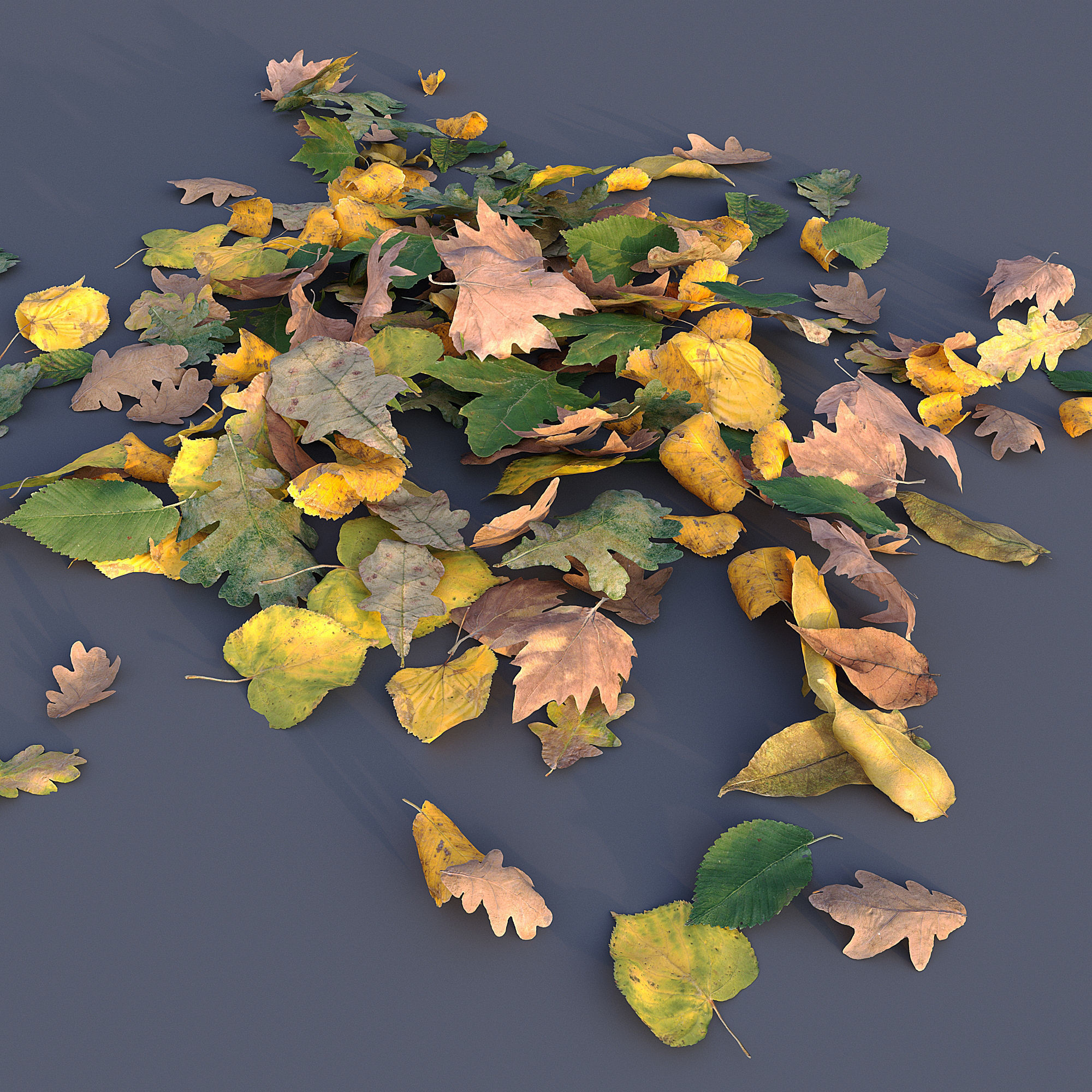 Autumn Leaves 3D model_4