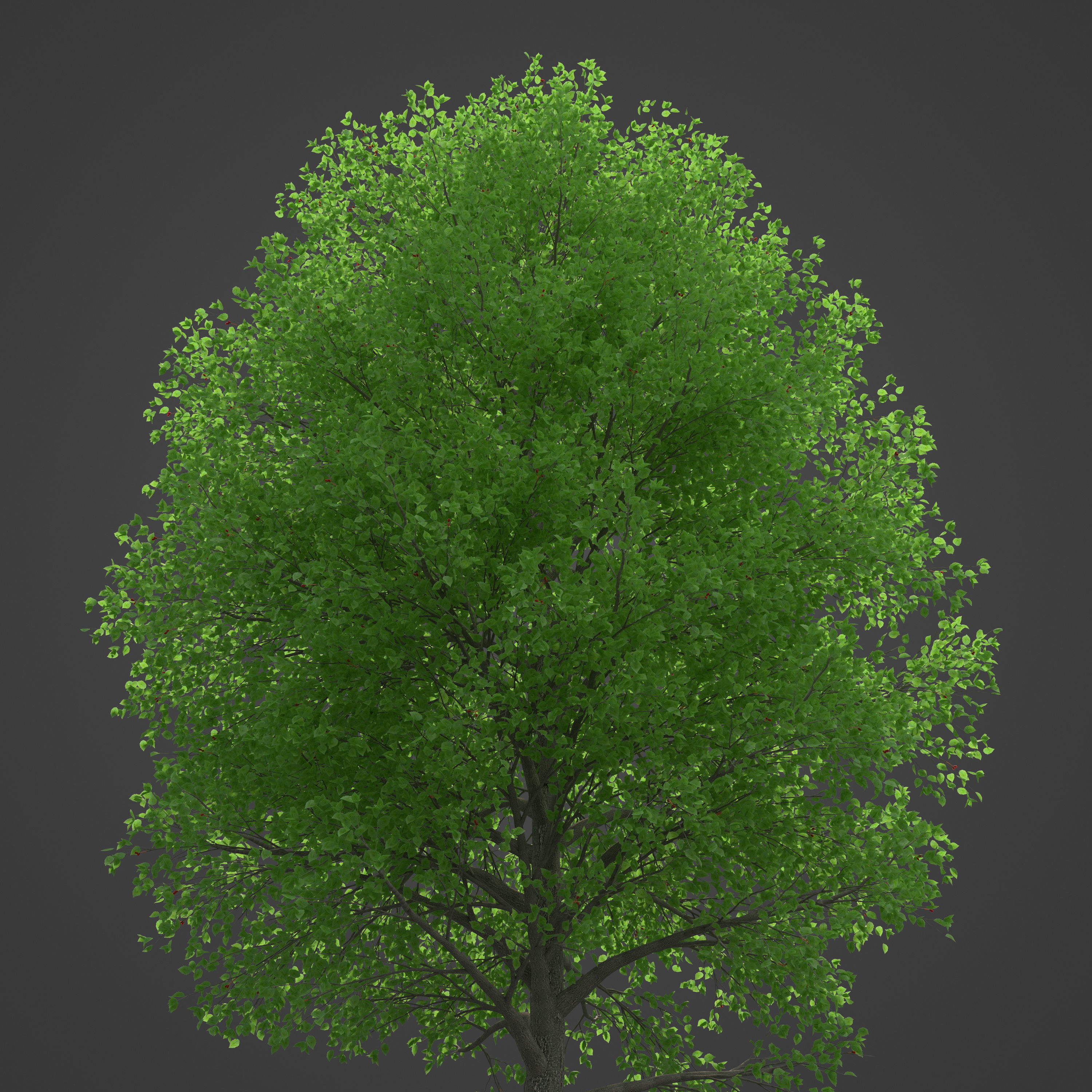 2021 PBR Grey Alder Collection - Alnus Incana 3D model_6