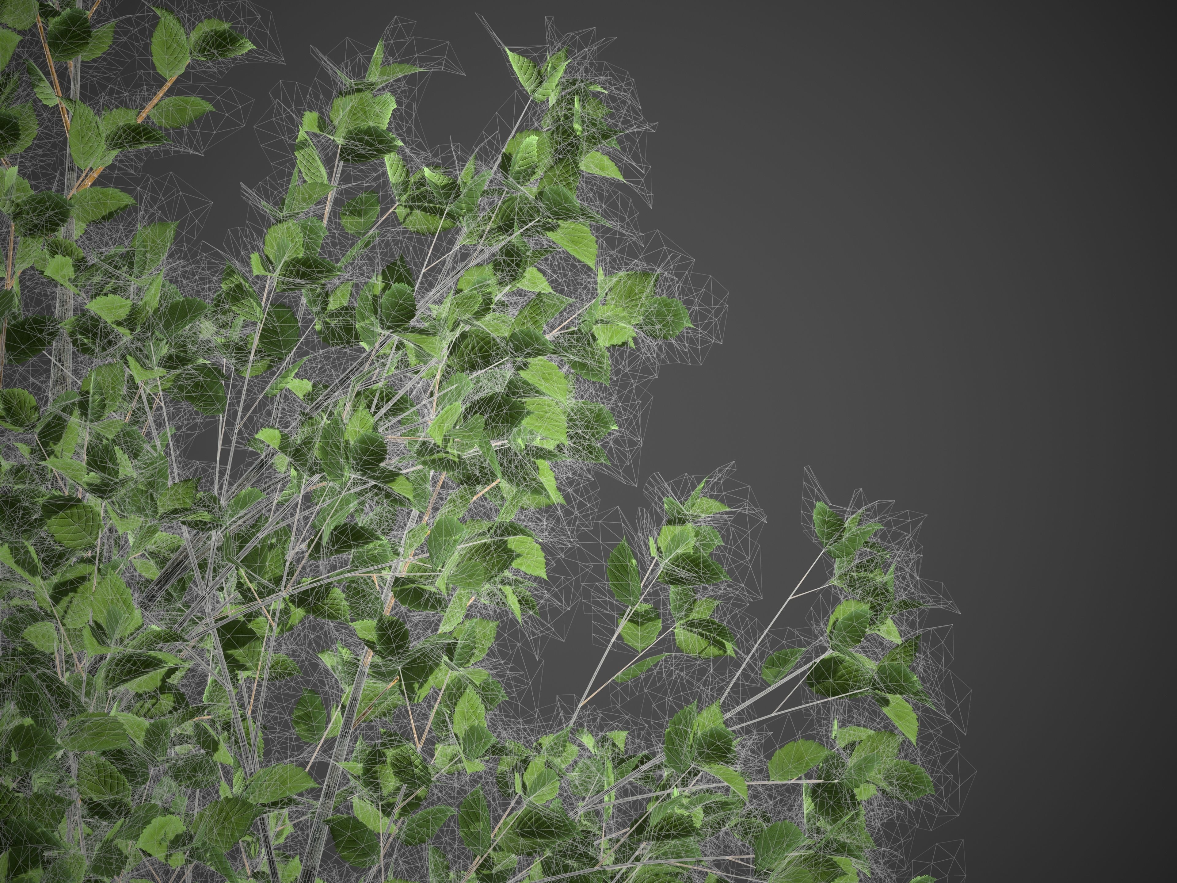2021 PBR Grey Alder Collection - Alnus Incana 3D model_9