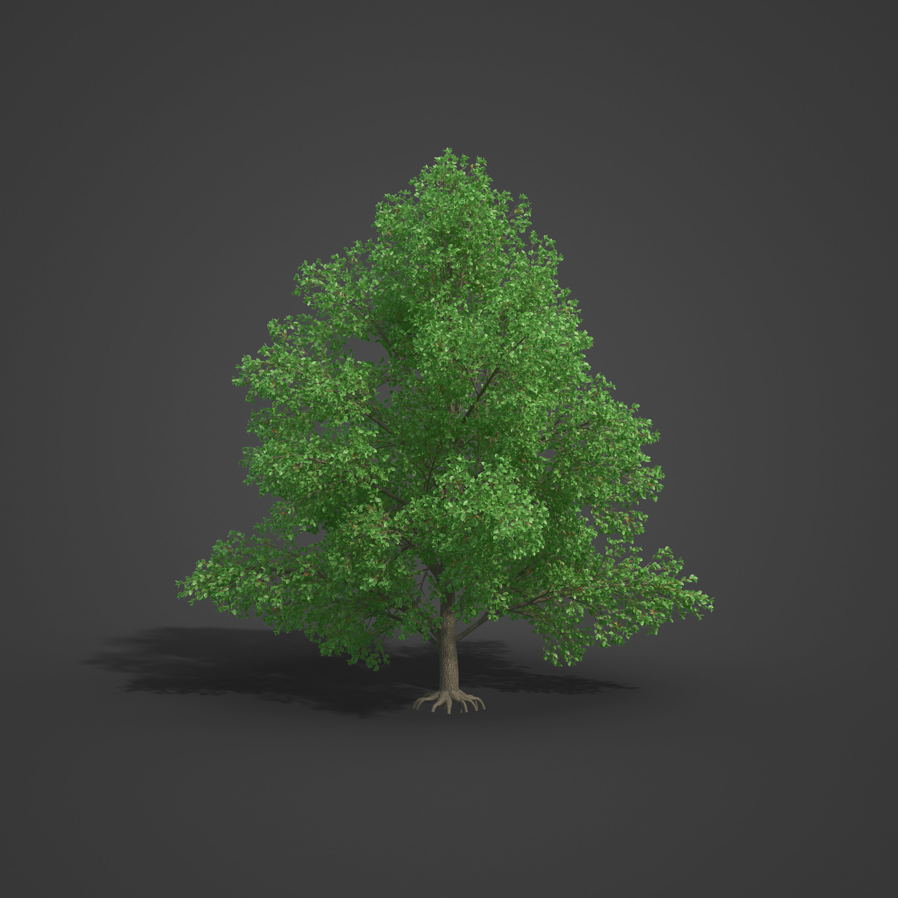 2021 PBR Grey Alder Collection - Alnus Incana 3D model_5