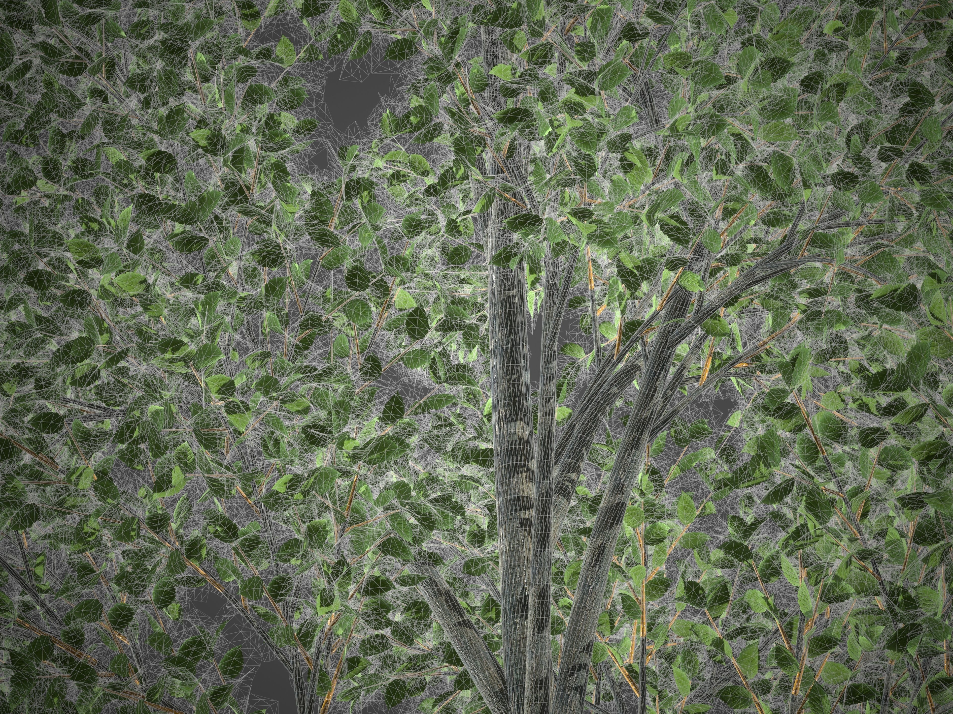 2021 PBR Grey Alder Collection - Alnus Incana 3D model_8