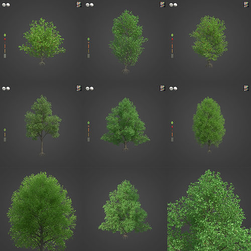 2021 PBR Grey Alder Collection - Alnus Incana 3D model