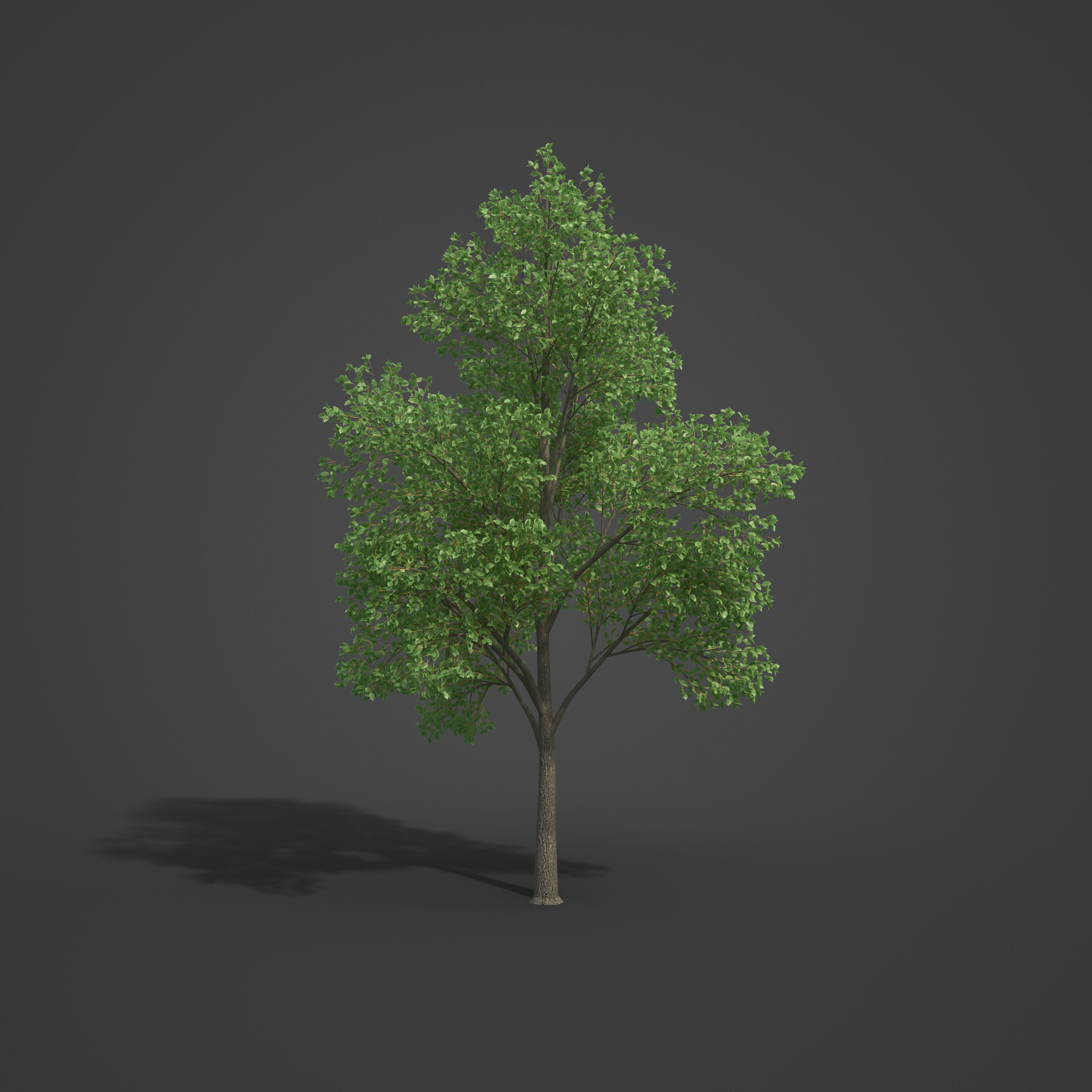 2021 PBR Grey Alder Collection - Alnus Incana 3D model_4