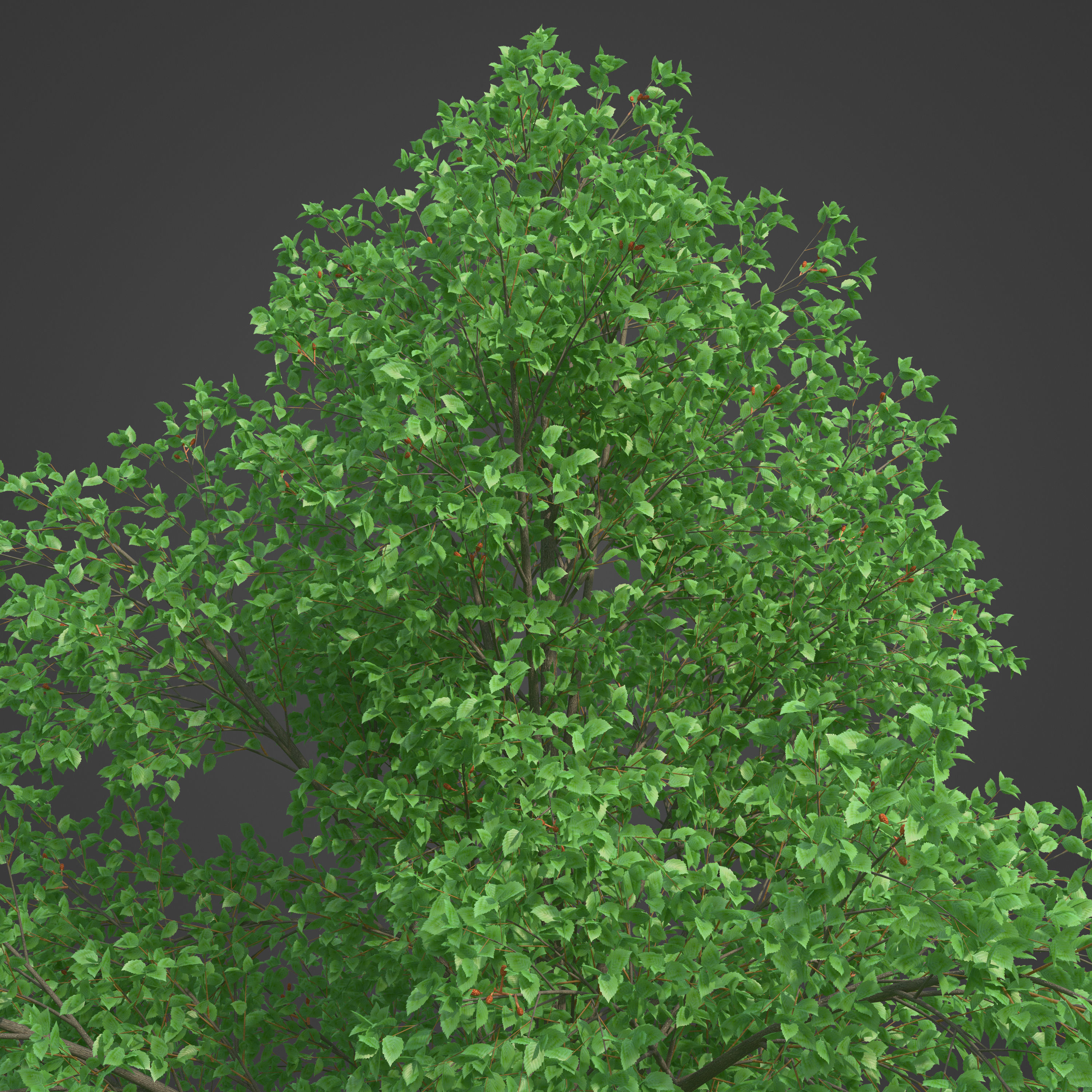 2021 PBR Grey Alder Collection - Alnus Incana 3D model_7