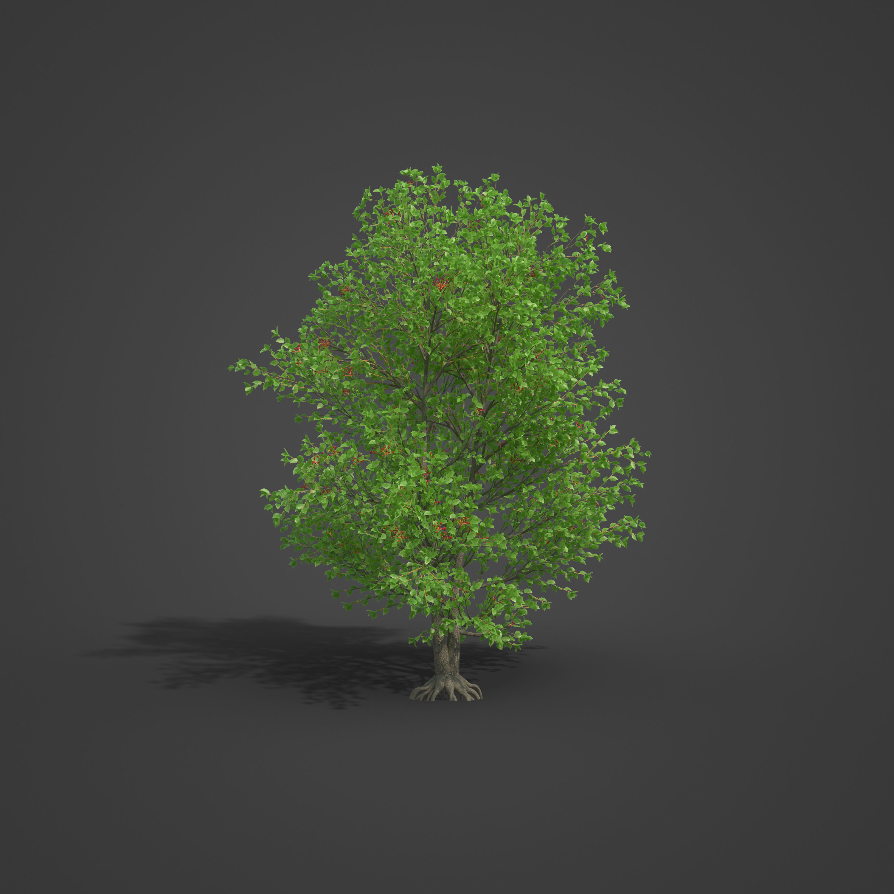 2021 PBR Grey Alder Collection - Alnus Incana 3D model_3