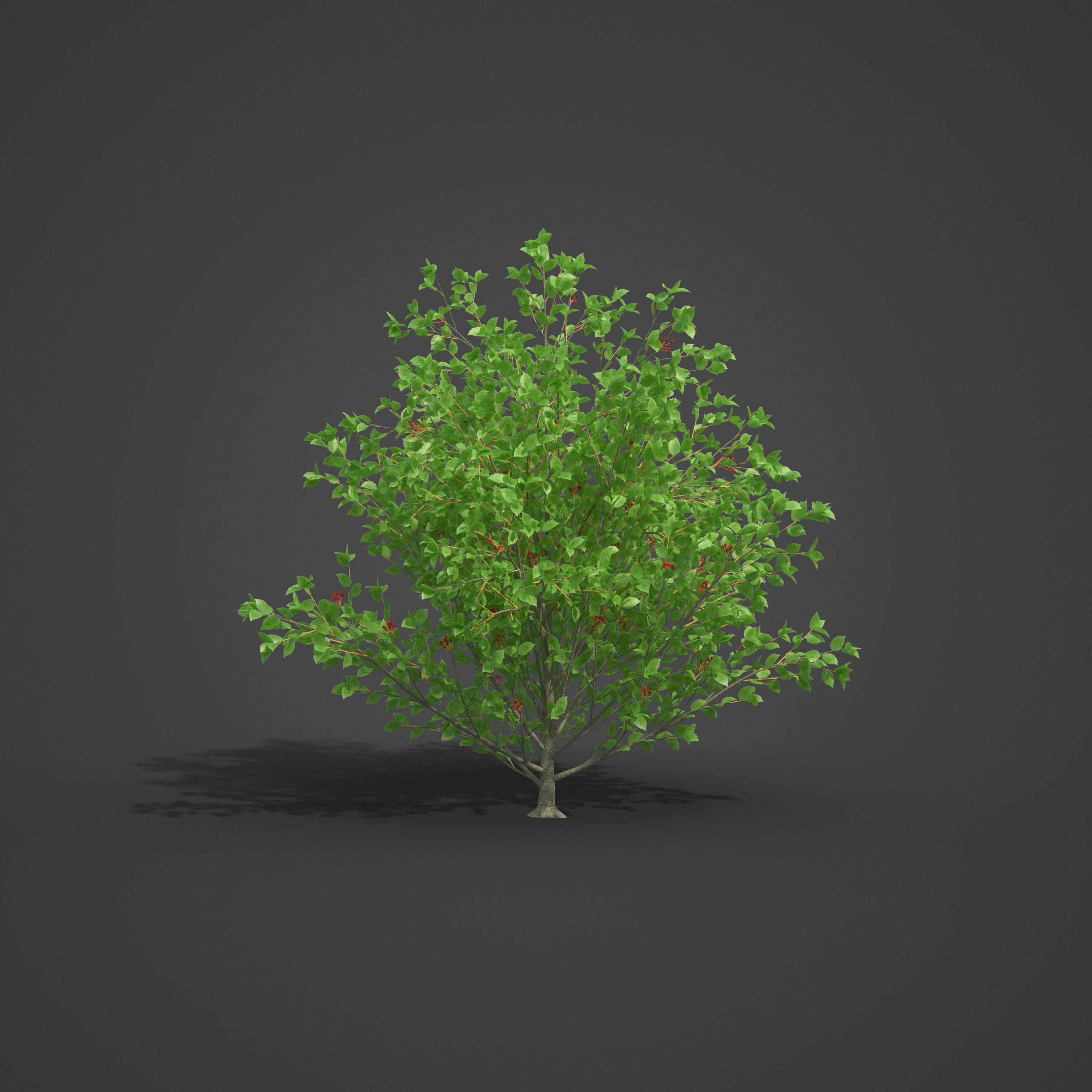 2021 PBR Grey Alder Collection - Alnus Incana 3D model_2