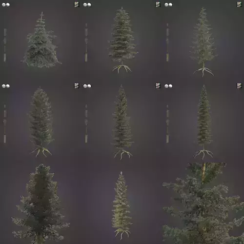 2021 PBR Engelmann Spruce Collection - Picea Engelmanni 