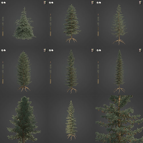 2021 PBR Engelmann Spruce Collection - Picea Engelmanni  3D model