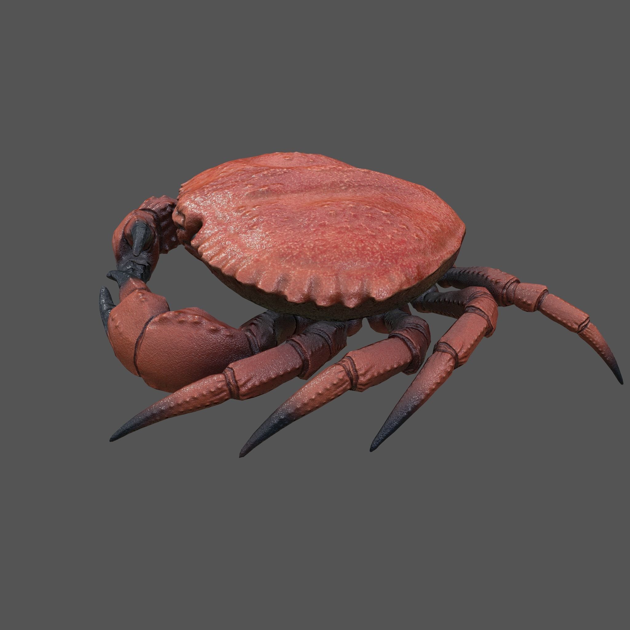 Crab Big Red  Low-poly 3D model_11