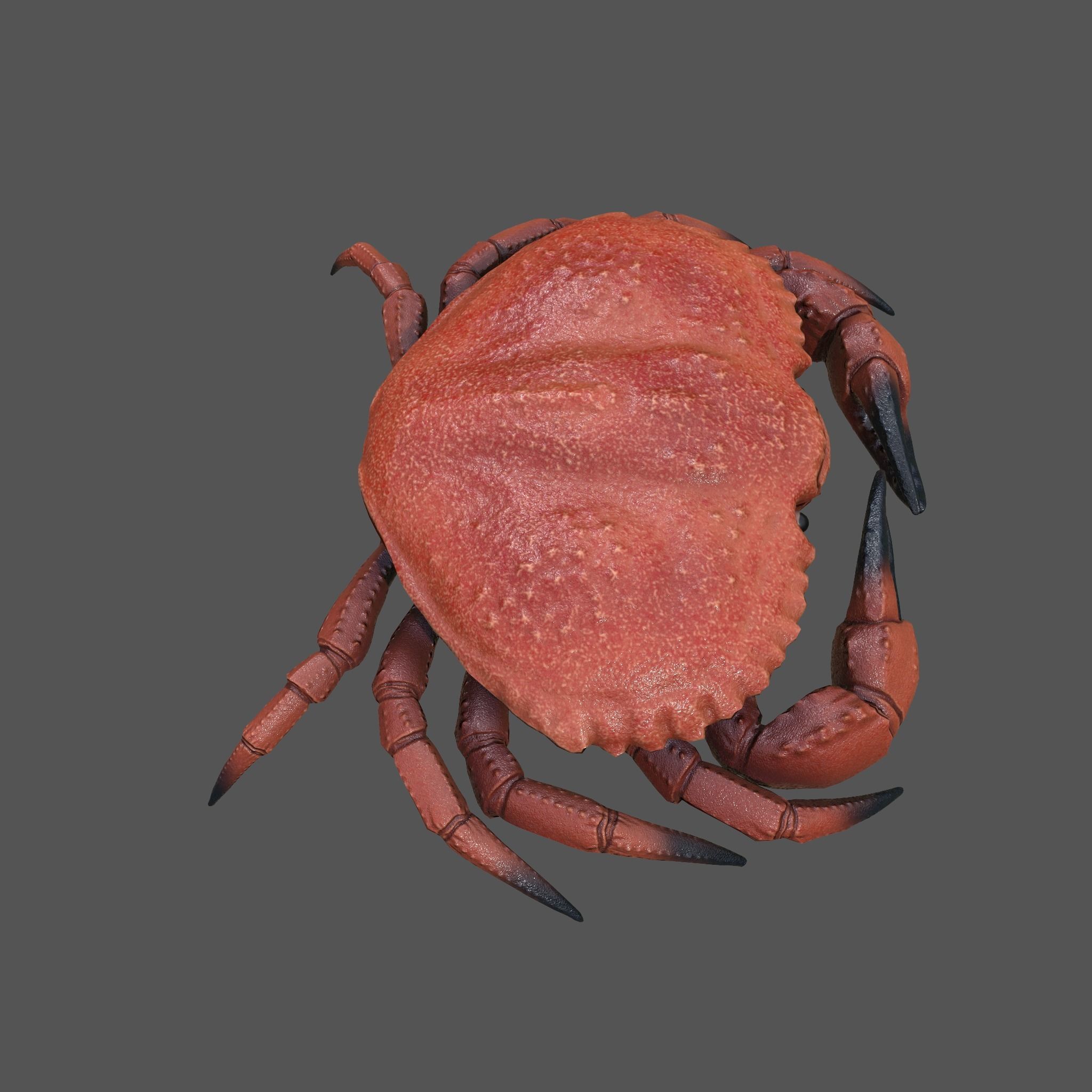 Crab Big Red  Low-poly 3D model_18