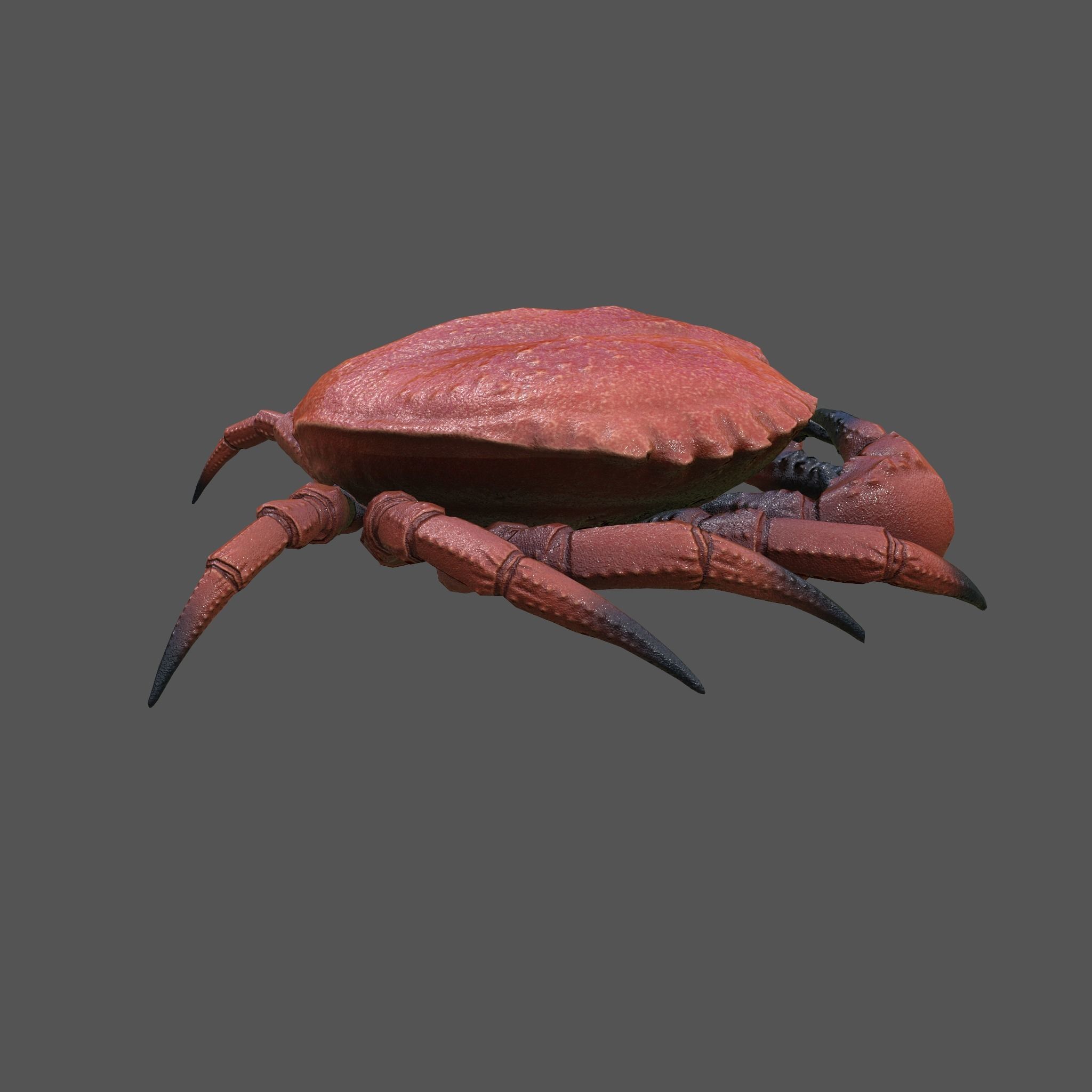 Crab Big Red  Low-poly 3D model_13