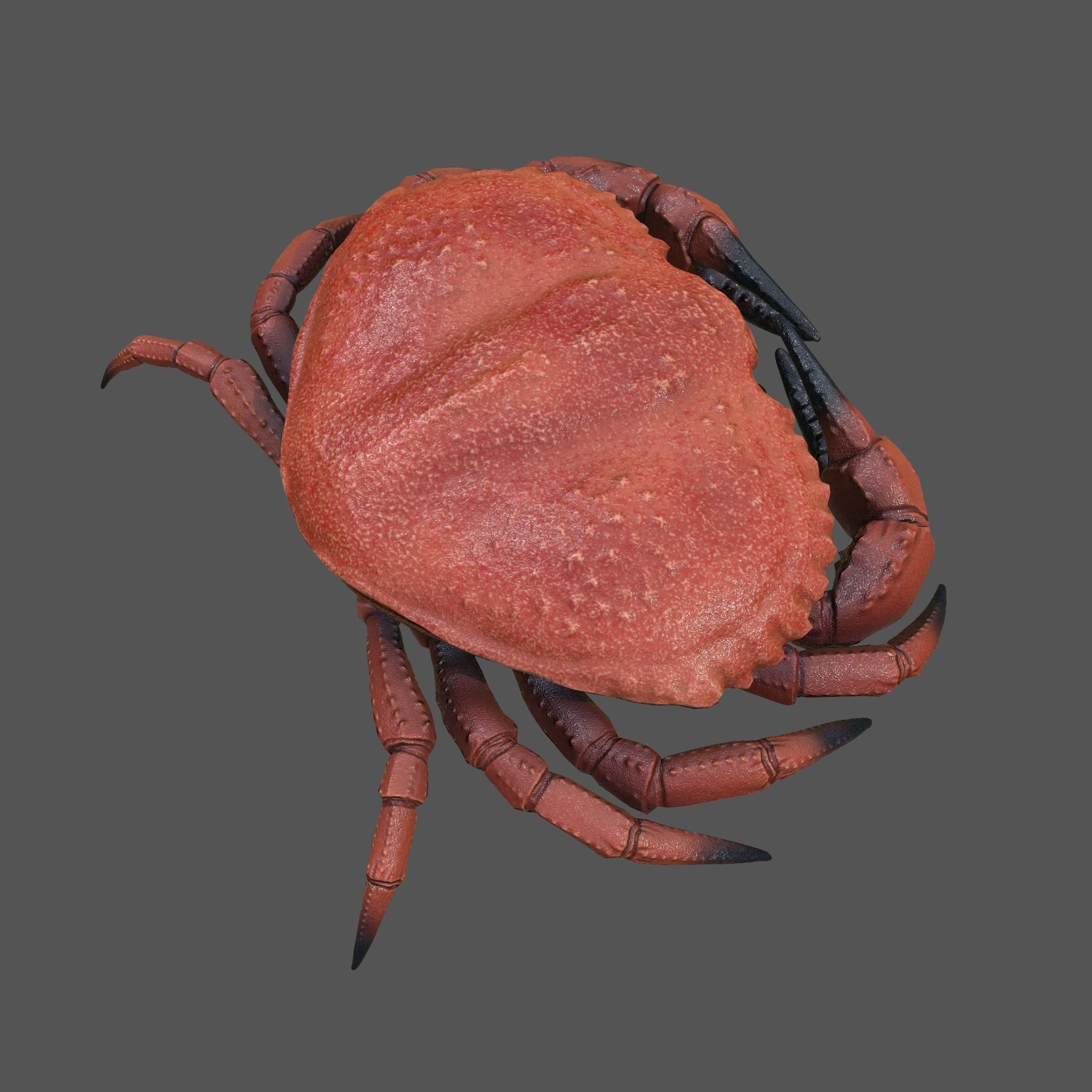 Crab Big Red  Low-poly 3D model_21