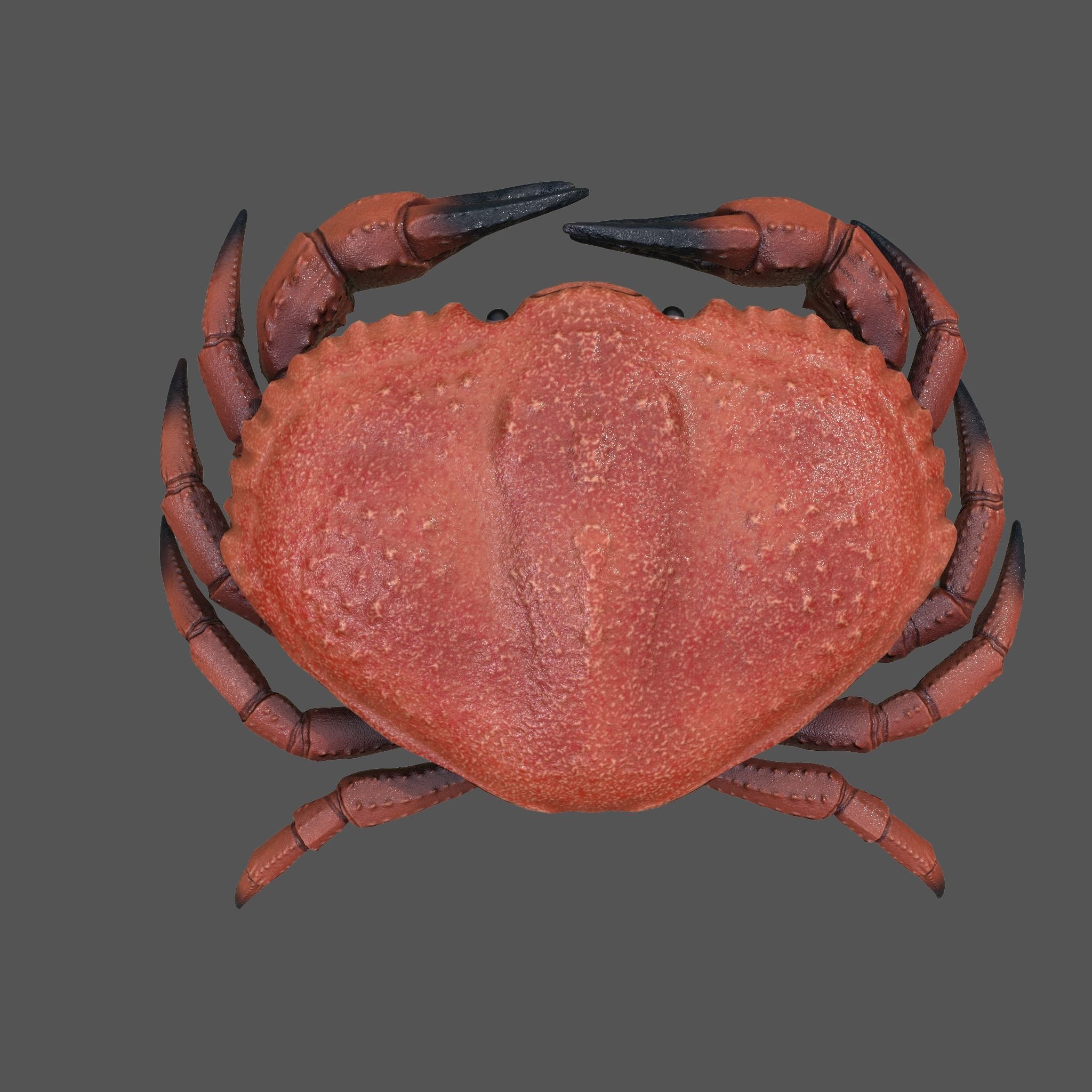 Crab Big Red  Low-poly 3D model_3