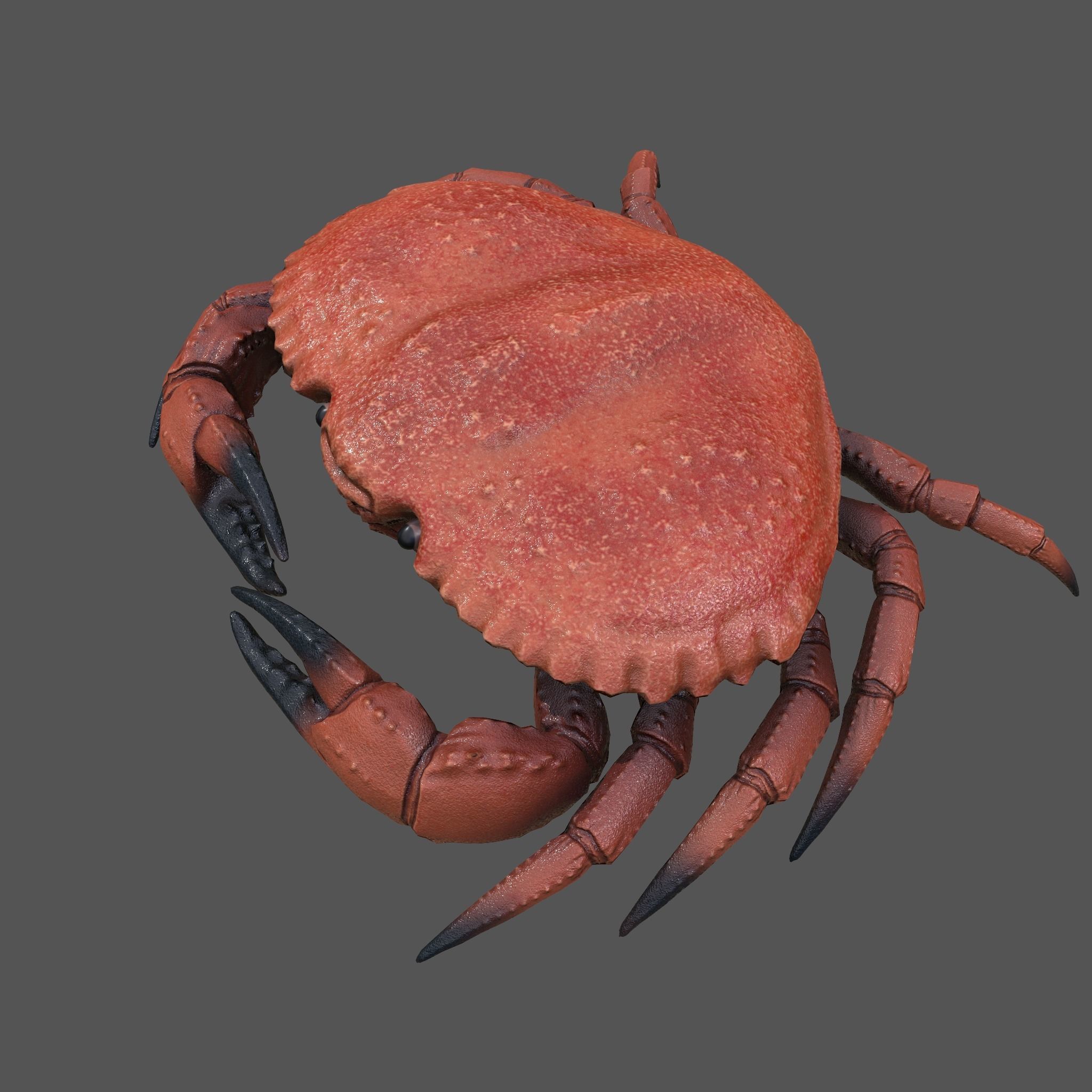 Crab Big Red  Low-poly 3D model_25