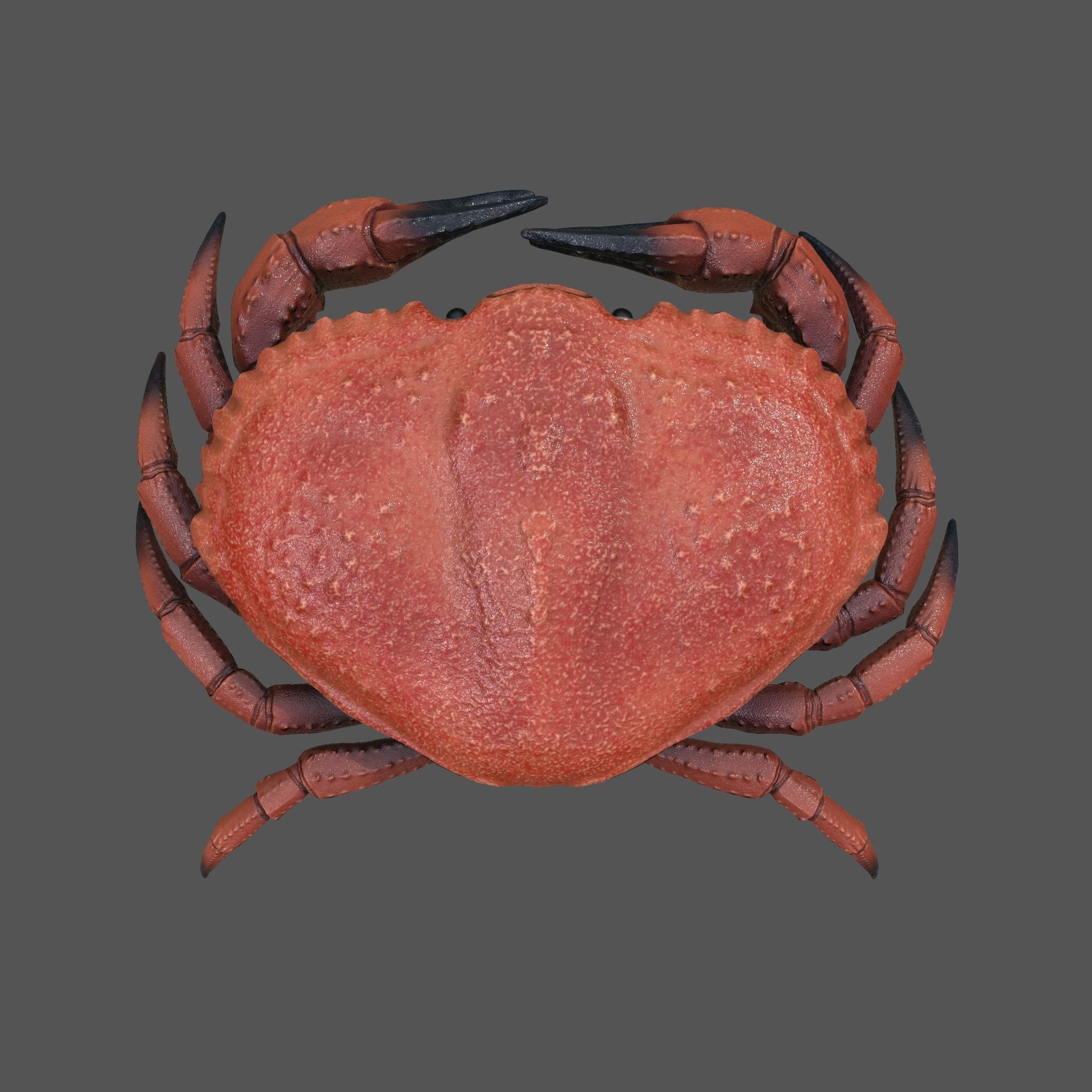 Crab Big Red  Low-poly 3D model_9