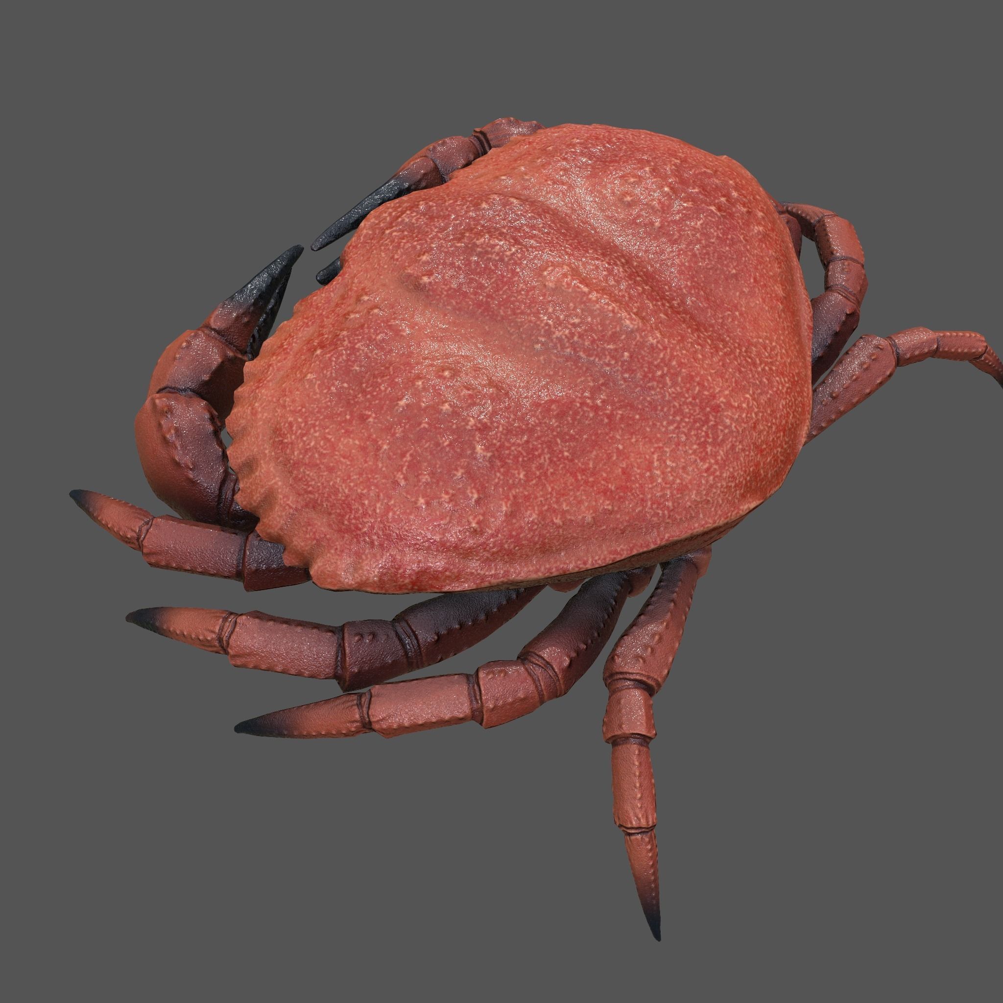 Crab Big Red  Low-poly 3D model_23