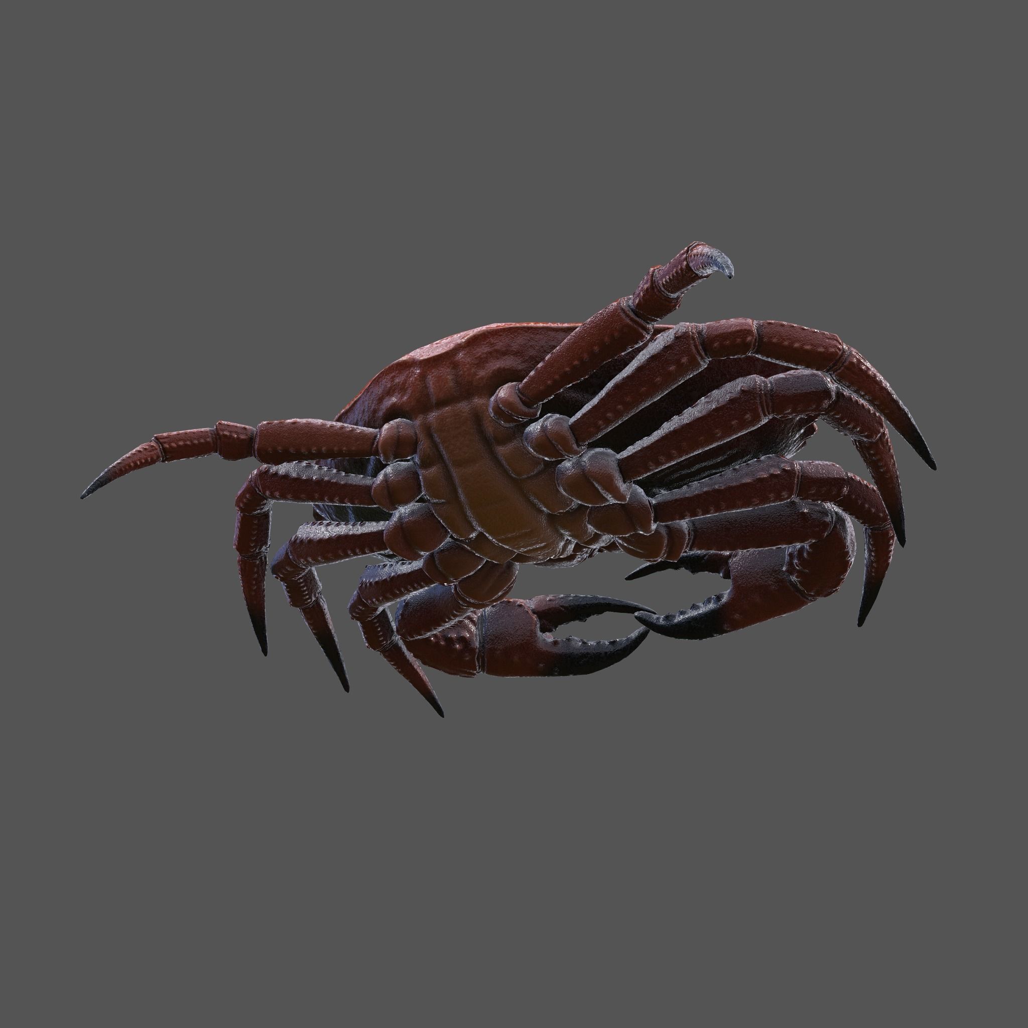 Crab Big Red  Low-poly 3D model_17