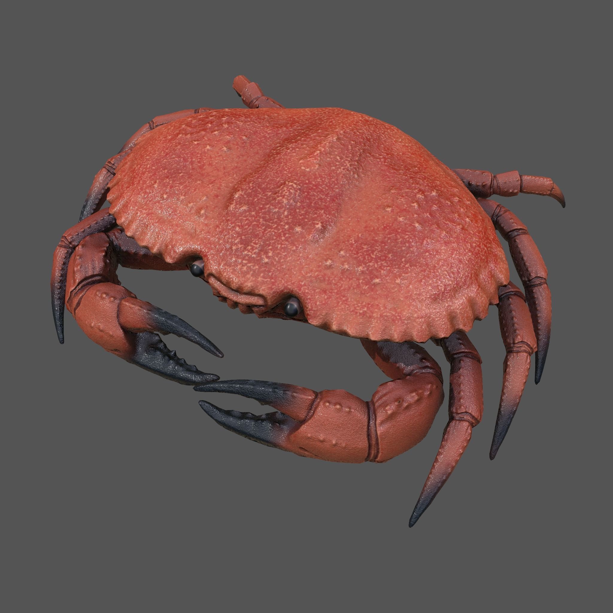 Crab Big Red  Low-poly 3D model_22