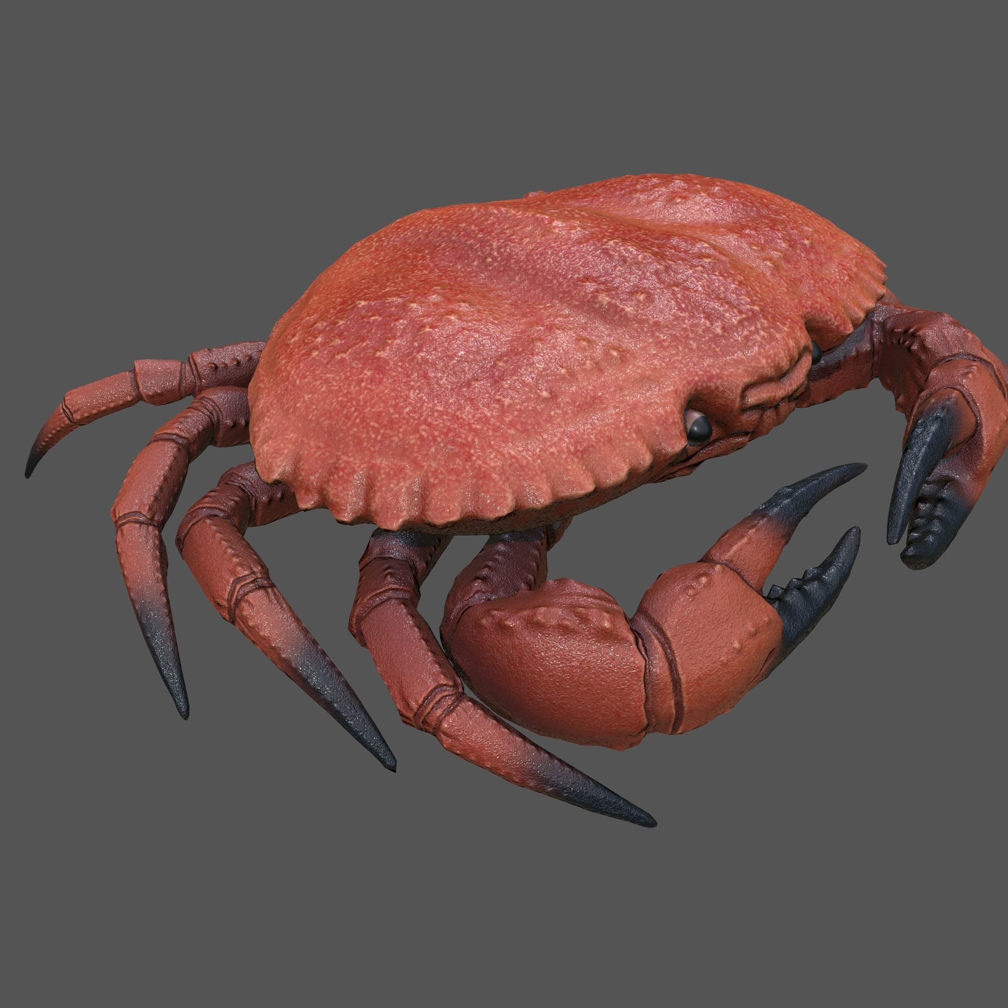 Crab Big Red  Low-poly 3D model_24