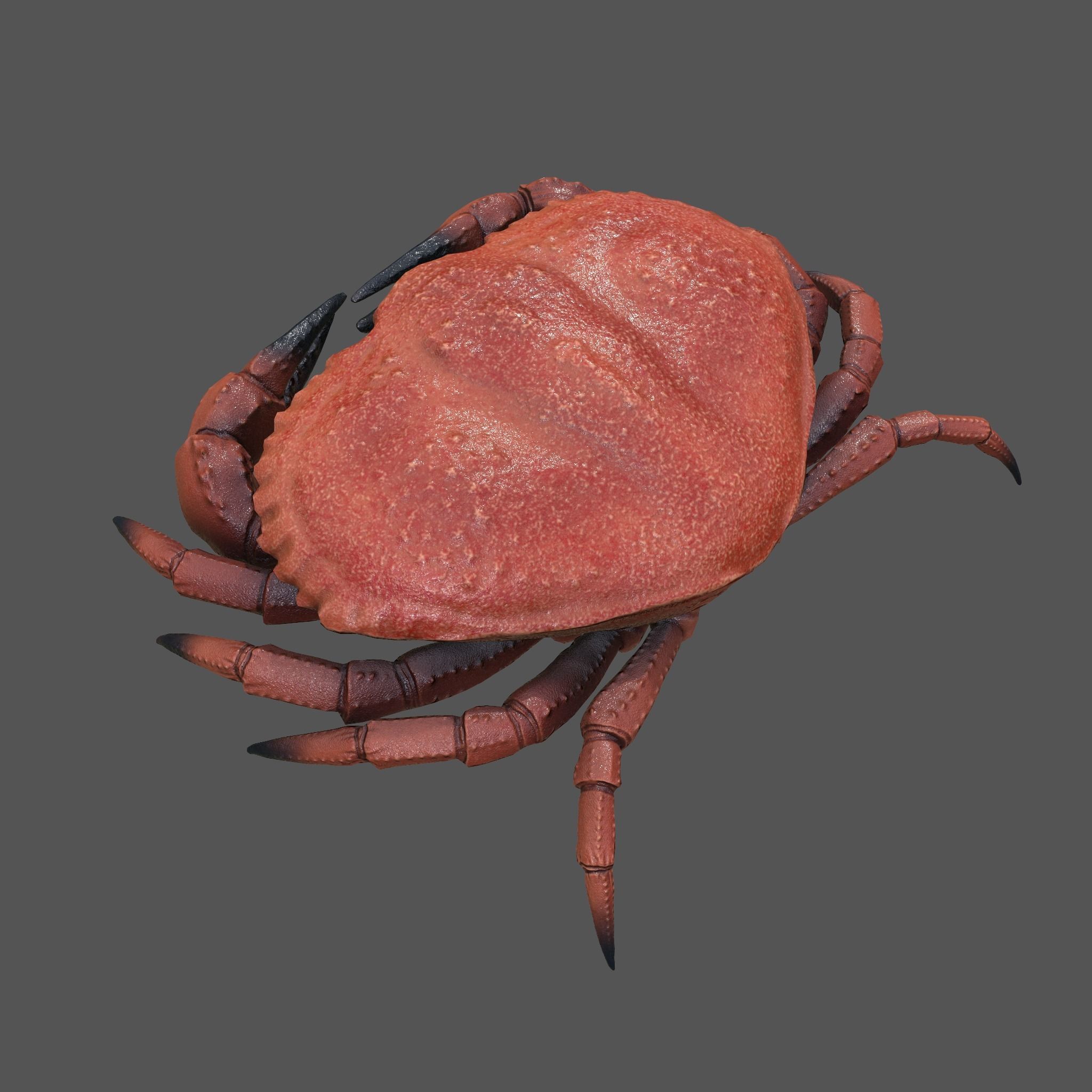 Crab Big Red  Low-poly 3D model_20
