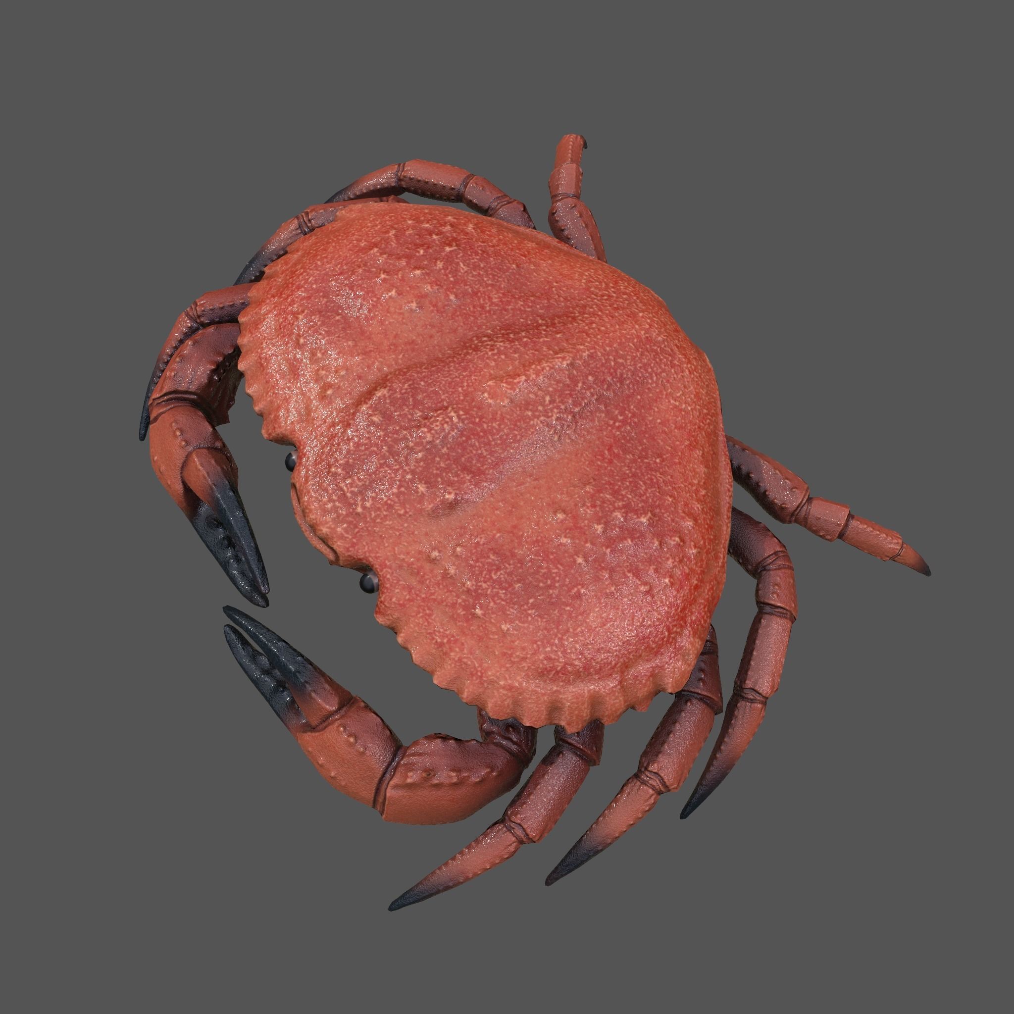 Crab Big Red  Low-poly 3D model_19