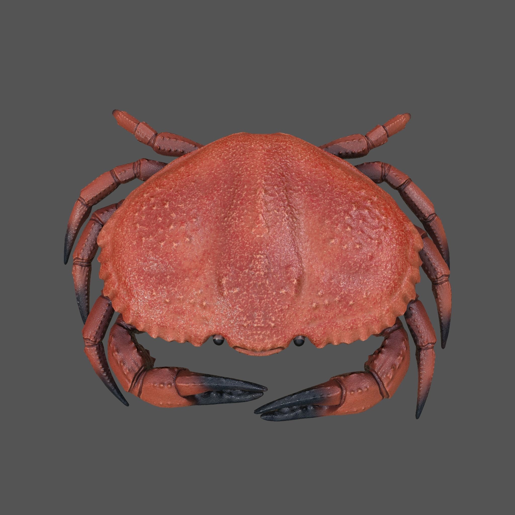 Crab Big Red  Low-poly 3D model_15