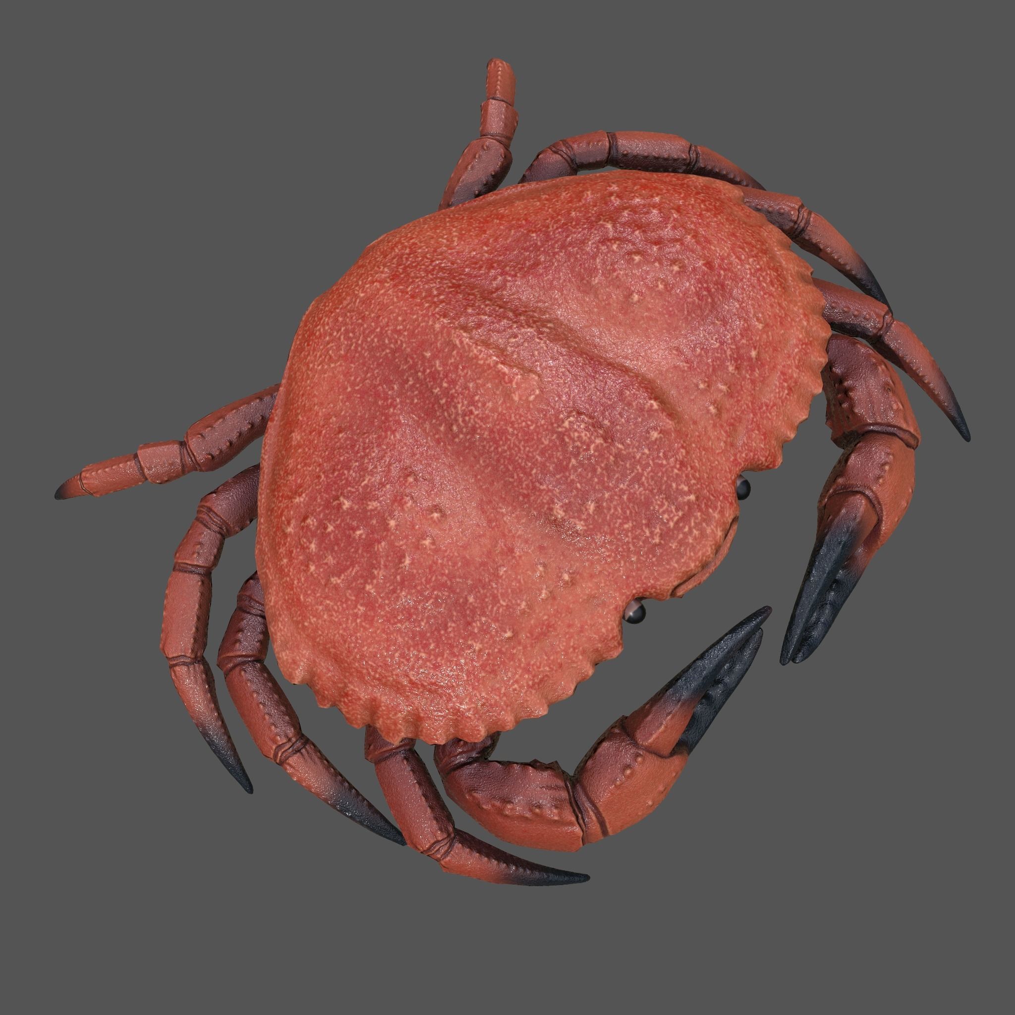 Crab Big Red  Low-poly 3D model_26