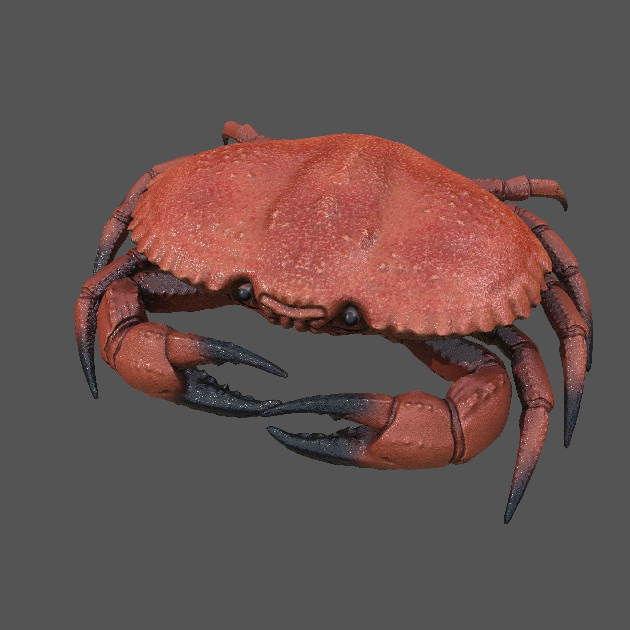 Crab Big Red  Low-poly 3D model_8