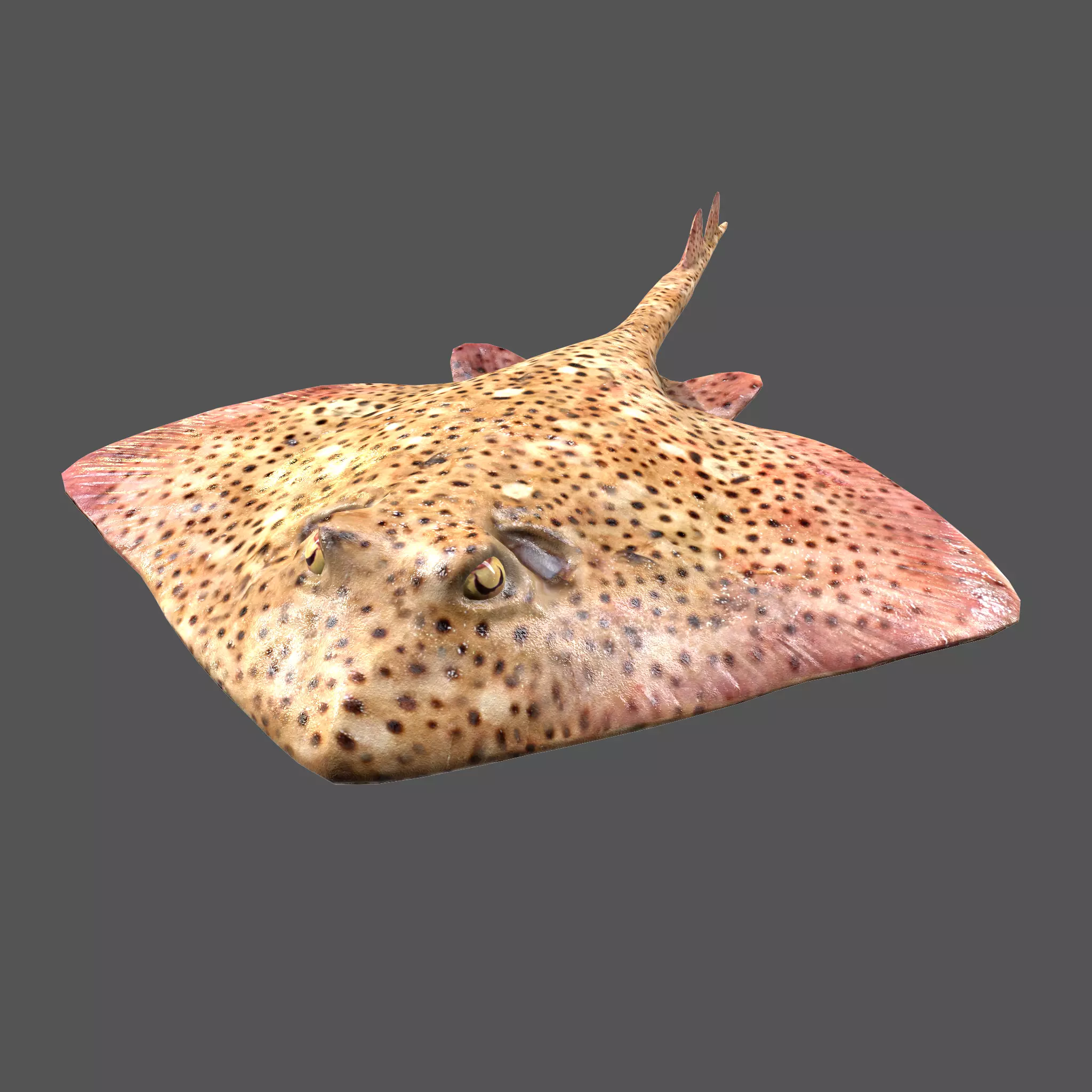 Skate Fish Low-poly 3D model