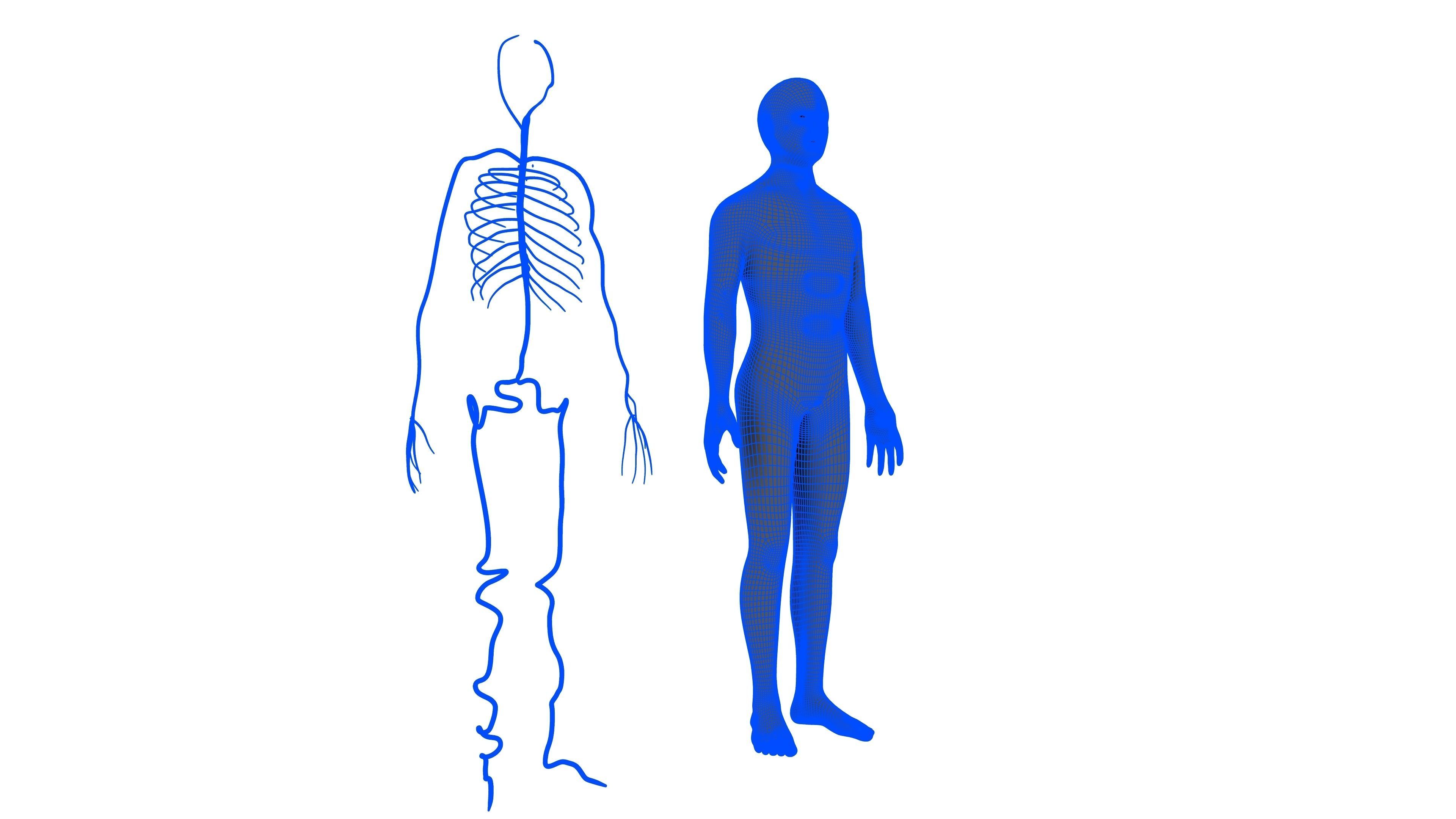 3d male human body arteries anatomy system 3D model_14