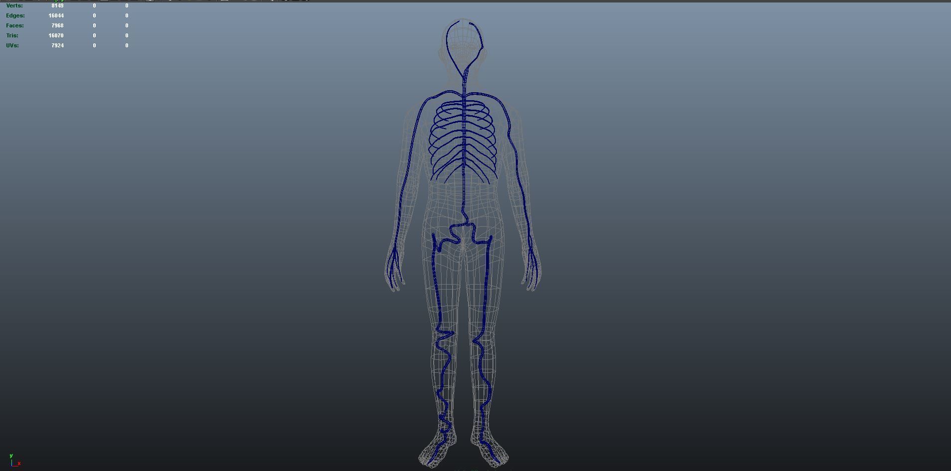 3d male human body arteries anatomy system 3D model_8