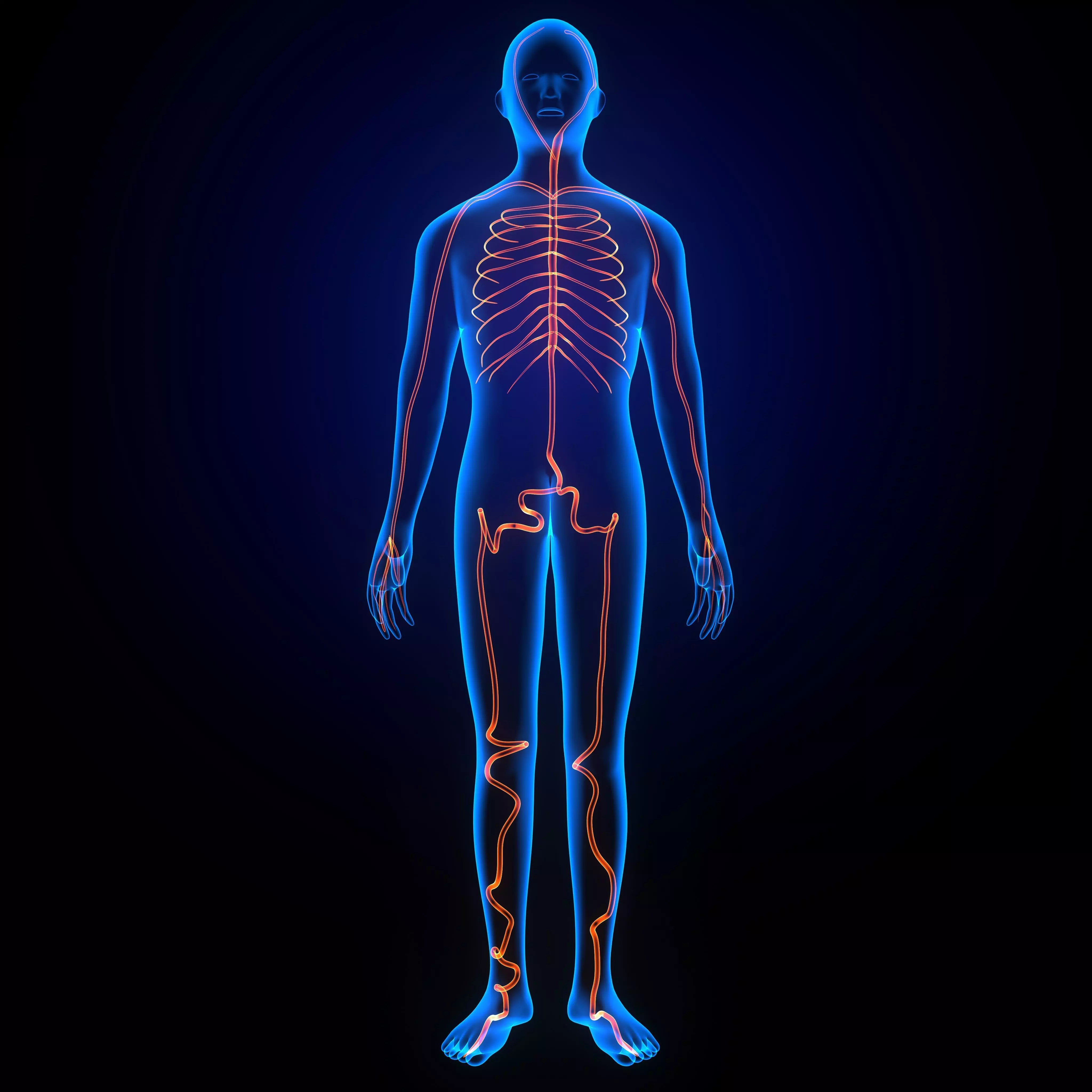 3d male human body arteries anatomy system 3D model_0