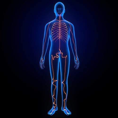 3d male human body arteries anatomy system 3D model